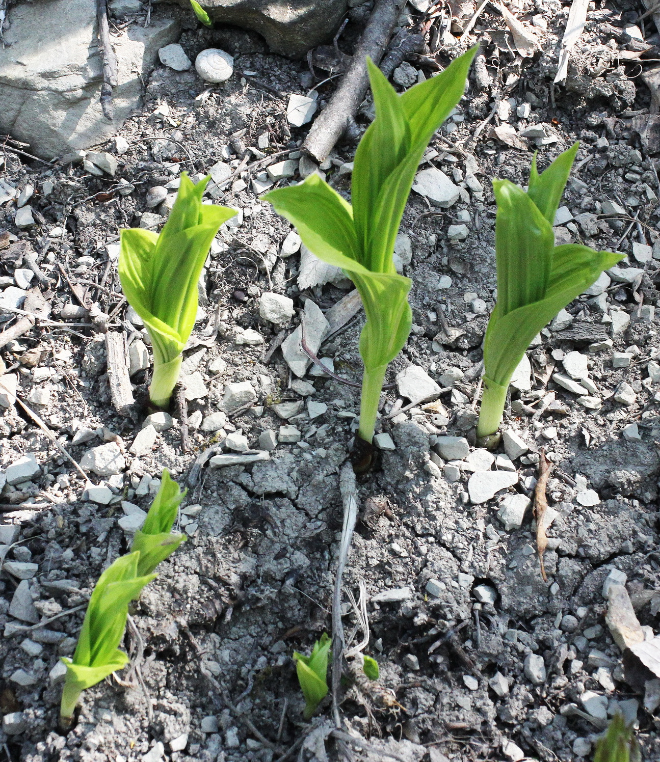 Cypripedium calceolus klein.JPG