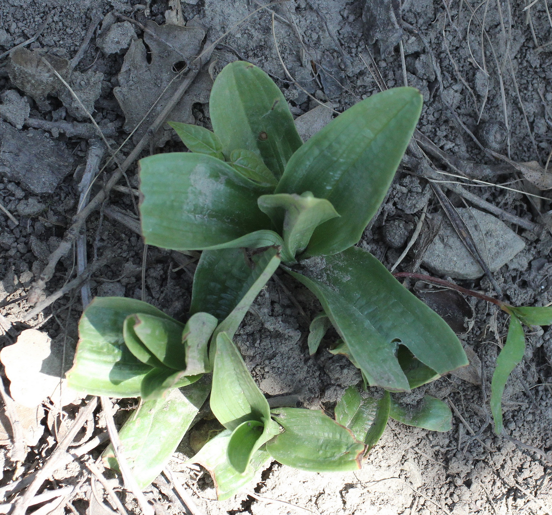 Orchis simia.JPG