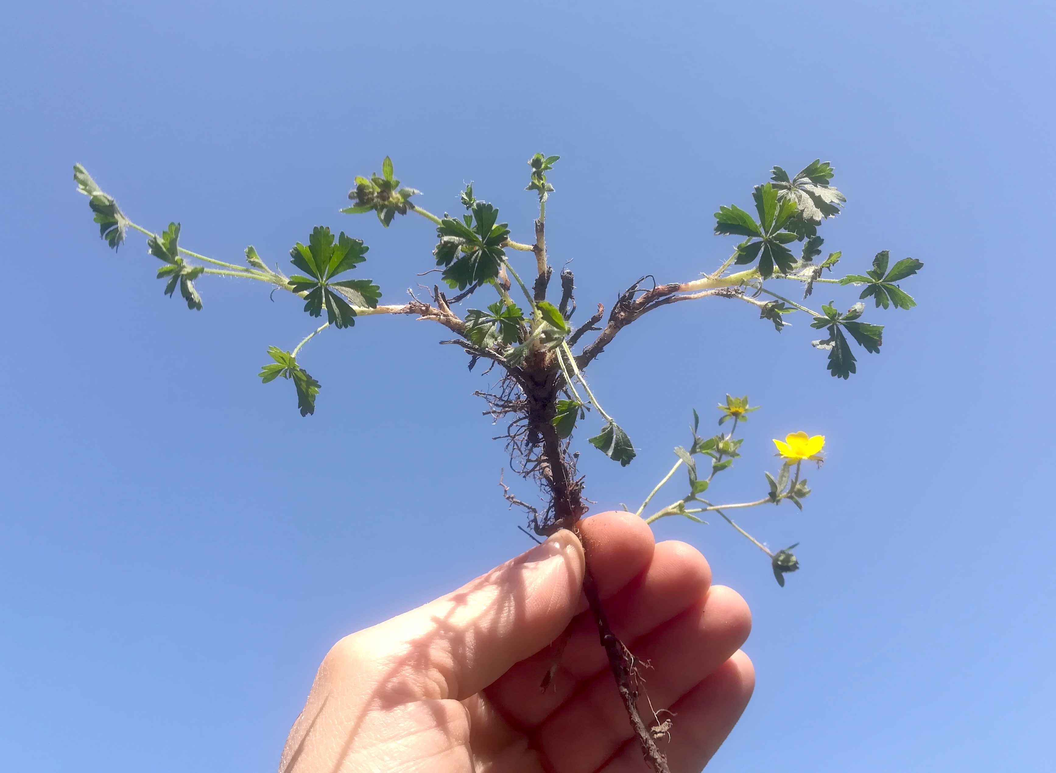 arsenal potentilla heptaphylla_20190416_151307.jpg