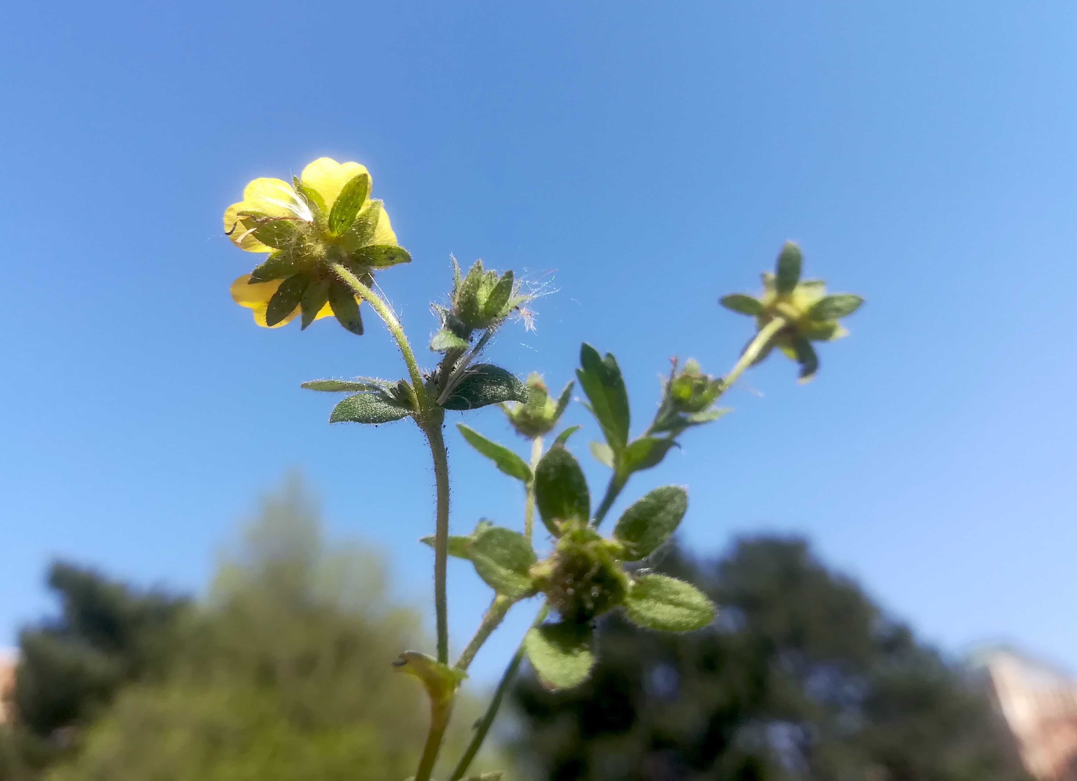 arsenal potentilla heptaphylla_20190416_151339.jpg