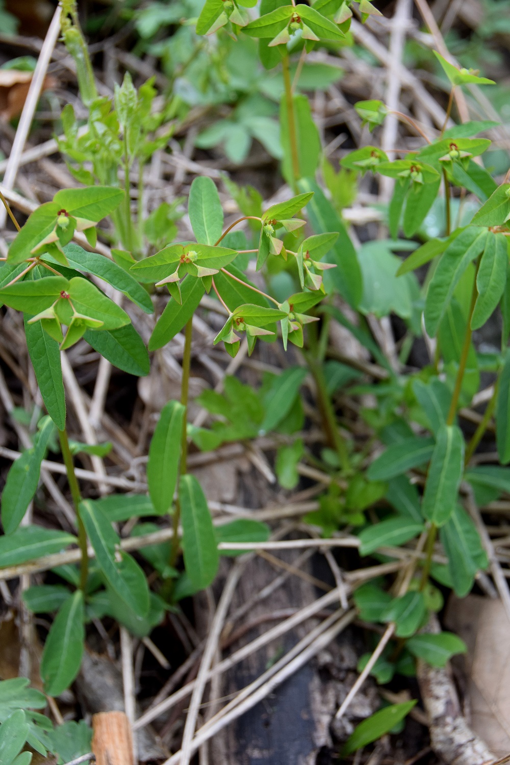 Wien 23-Kalksburg - 14042019 - Breitenfurterstrasse-kurz vor Breitenfurt rechts - (13) - Euphorbia unbestimmt.JPG