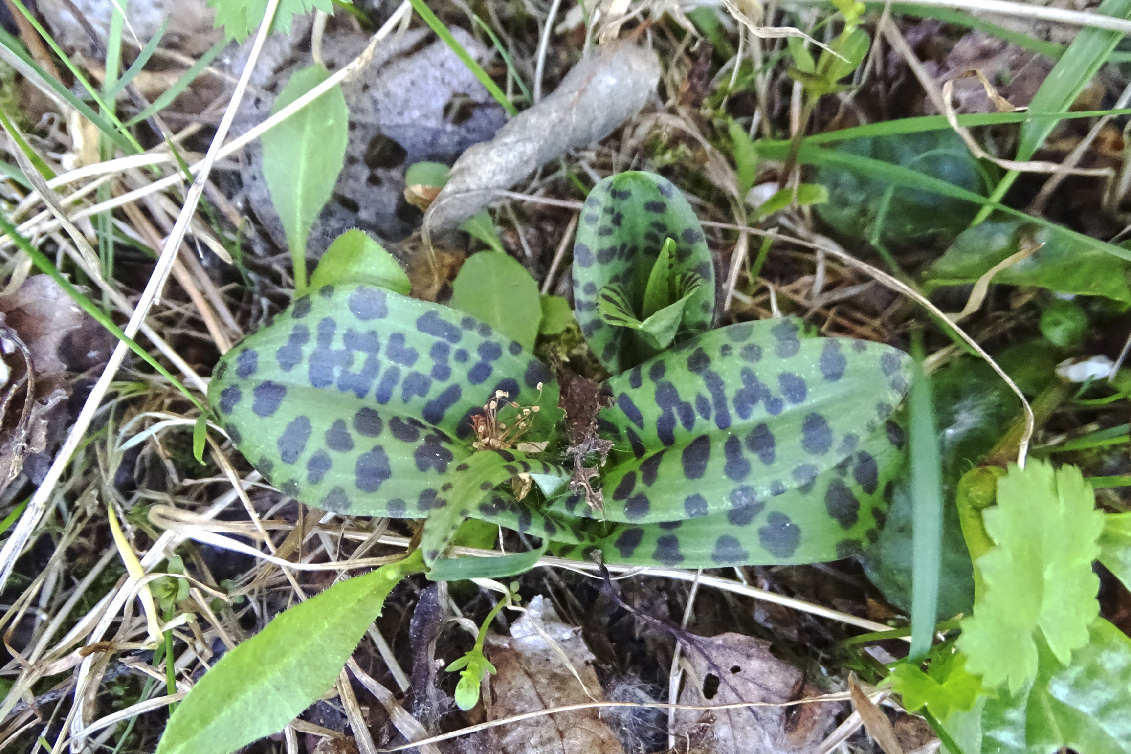 Dactylorhiza fuchsii_plabutsch1.jpg