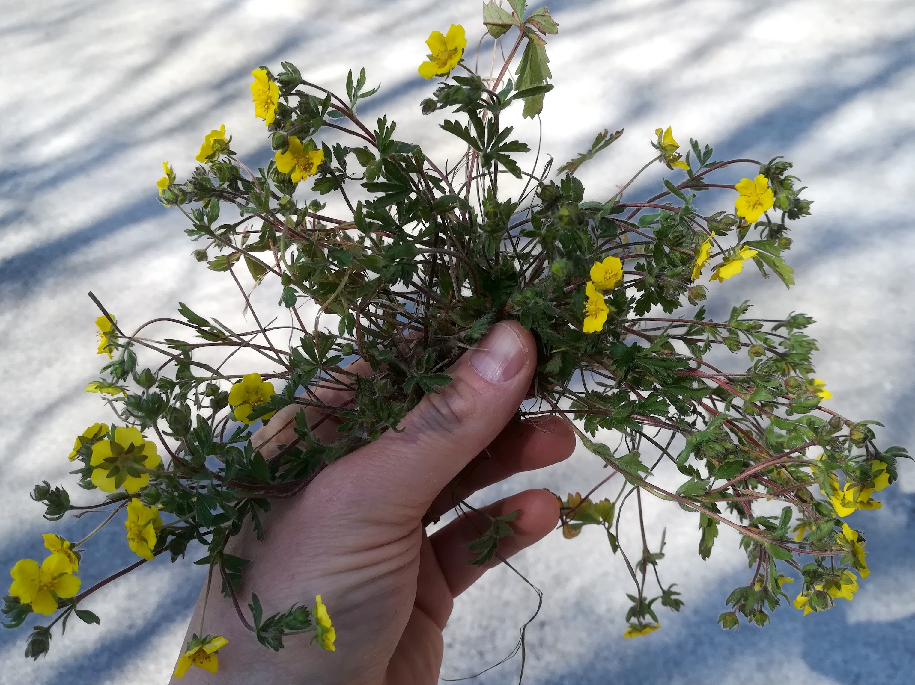 potentilla heptaphylla altenmarkt triesting durchkriechstein bei nöstach_20190419_145859.jpg
