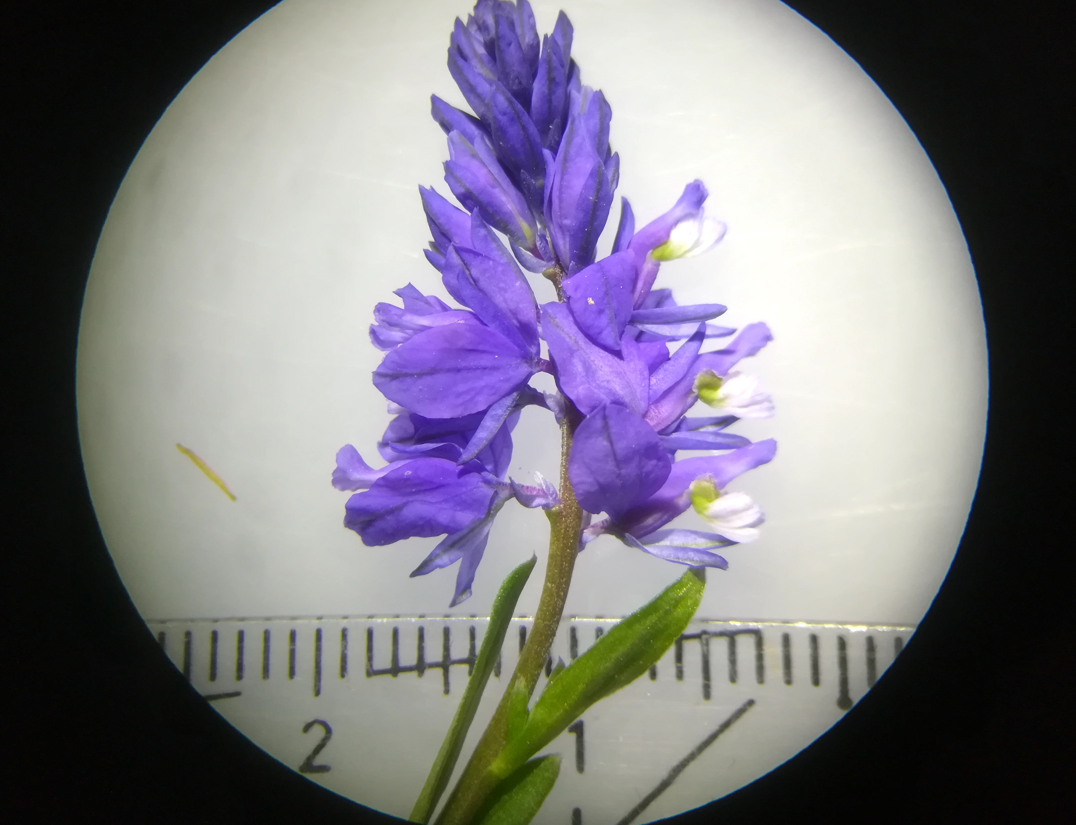 polygala amara cf. subsp. amara altenmarkt triesting durchkriechstein bei nöstach_20190419_203140.jpg