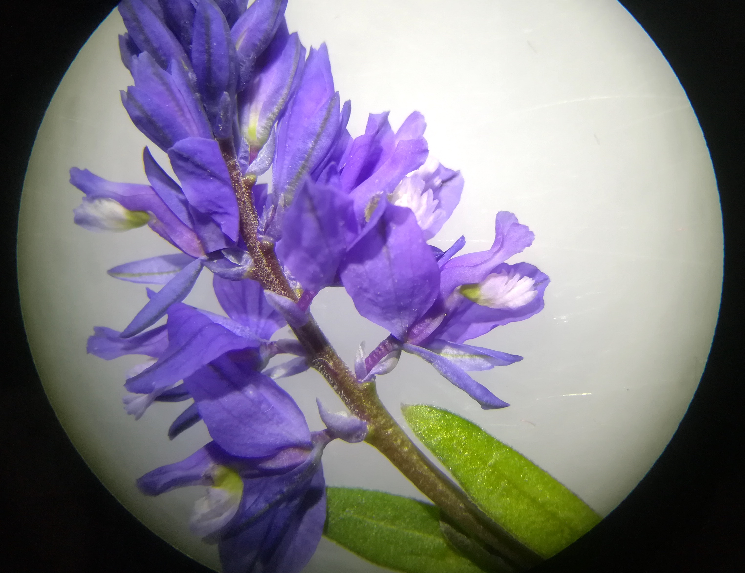 polygala amara cf. subsp. amara altenmarkt triesting durchkriechstein bei nöstach_20190419_203559.jpg