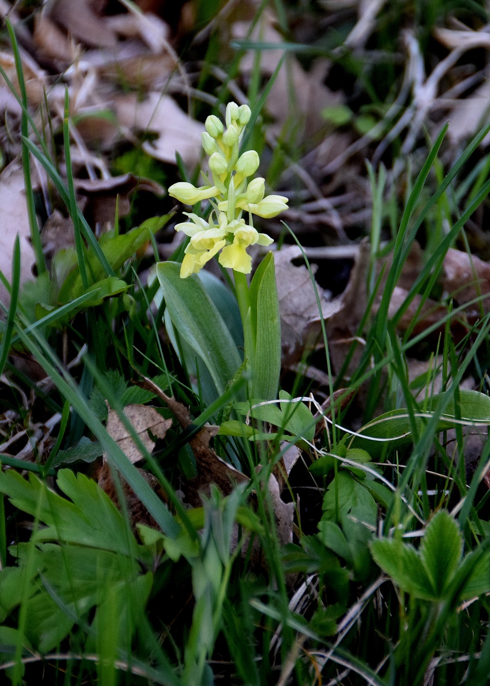 Sittendorf - Lutzfeld-19042019-(7).JPG