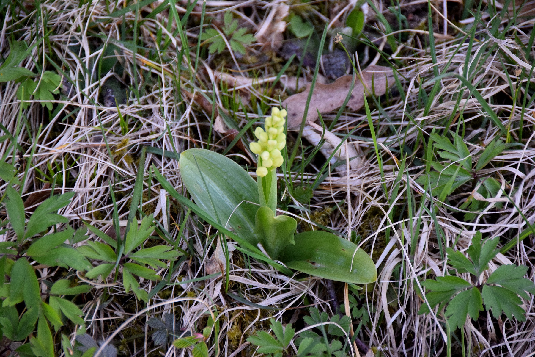 Sittendorf - Lutzfeld-19042019-(21).JPG