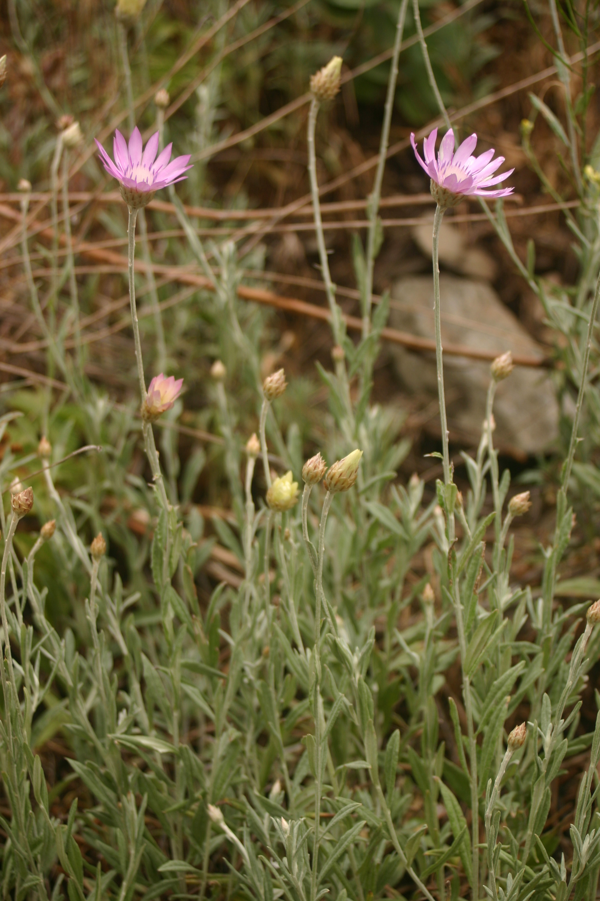 Xeranthemum_annuum_1_Hackelsberg_2007.jpg