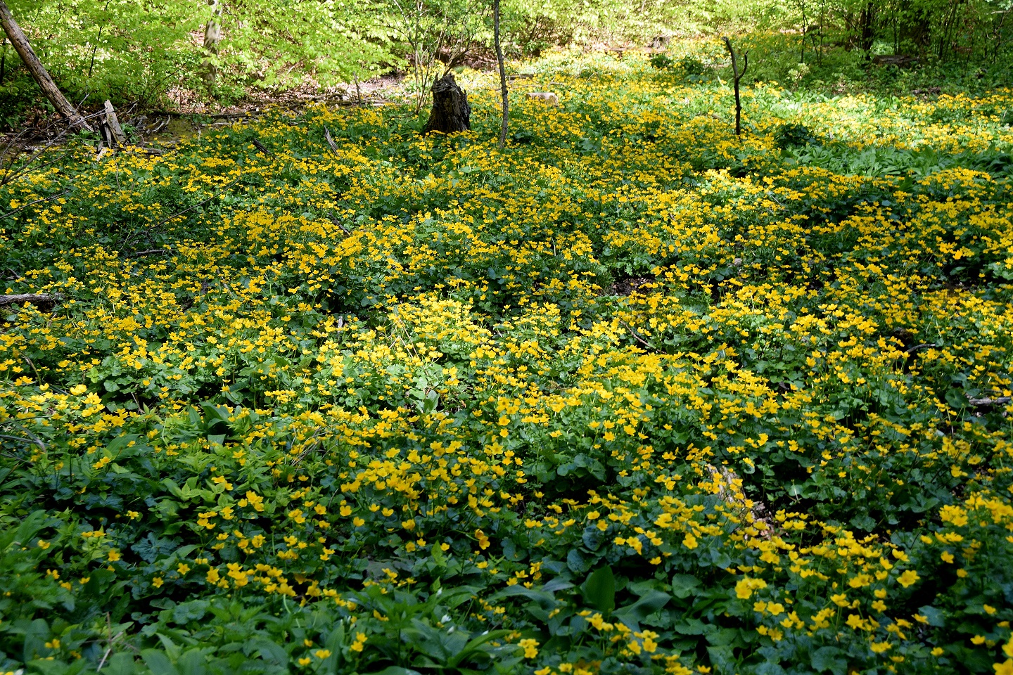 Kaltenleutgeben-21042019-(99).JPG