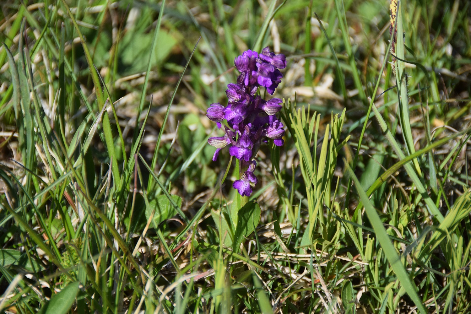 Kaltenleutgeben-21042019-(130) - Vereinsquellwiese.JPG