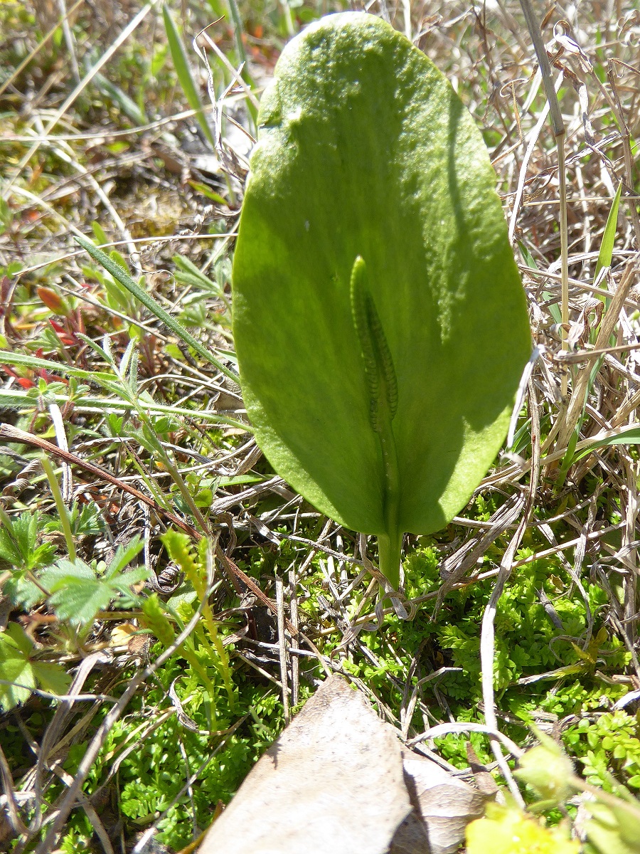 Greifenstein-22042019-(84) - Ophioglossum vulgatum - Natternzunge.JPG