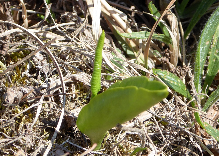 Greifenstein-22042019-(117) - Ophioglossum vulgatum - Natternzunge.JPG