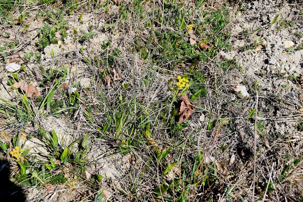 Greifenstein-22042019-(120) - Ophioglossum vulgatum - Natternzunge.JPG