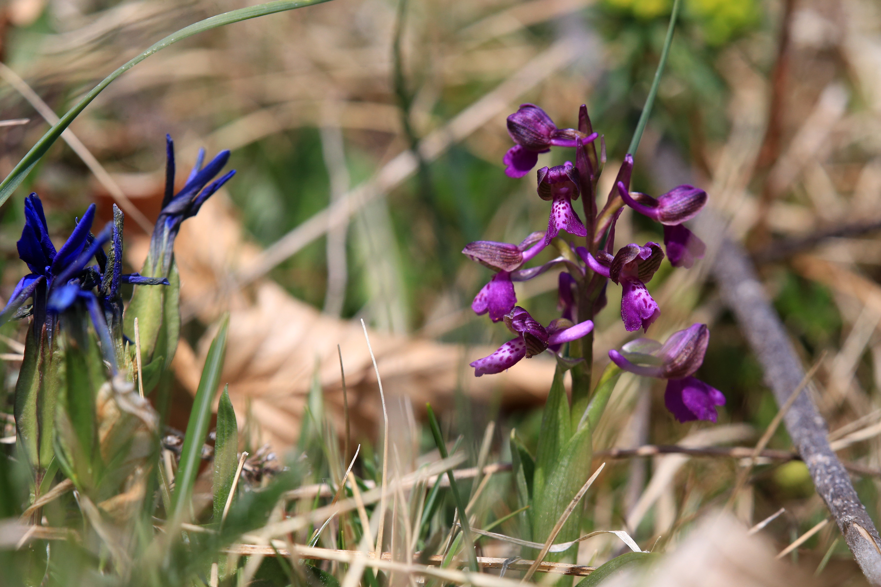 Anacamptis morio_harterberg2.jpg