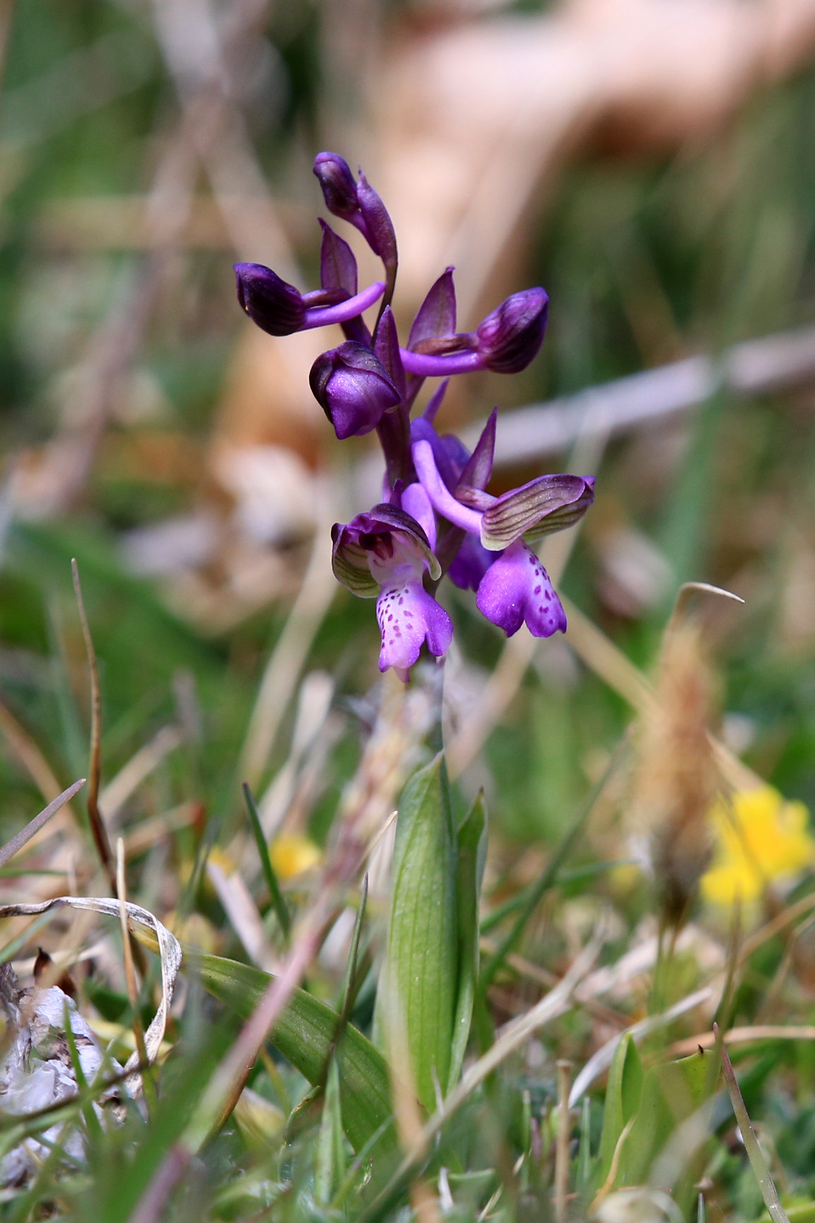 Anacamptis morio_harterberg3.jpg