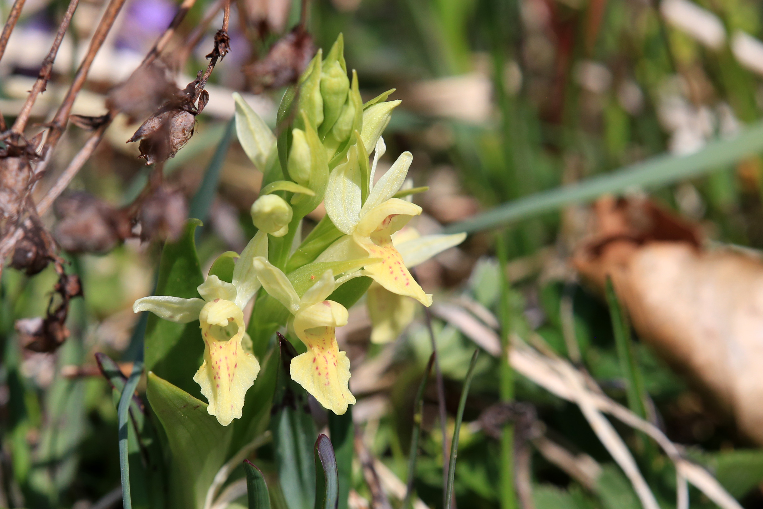 Dactylorhiza sambucina_harterberg3.jpg