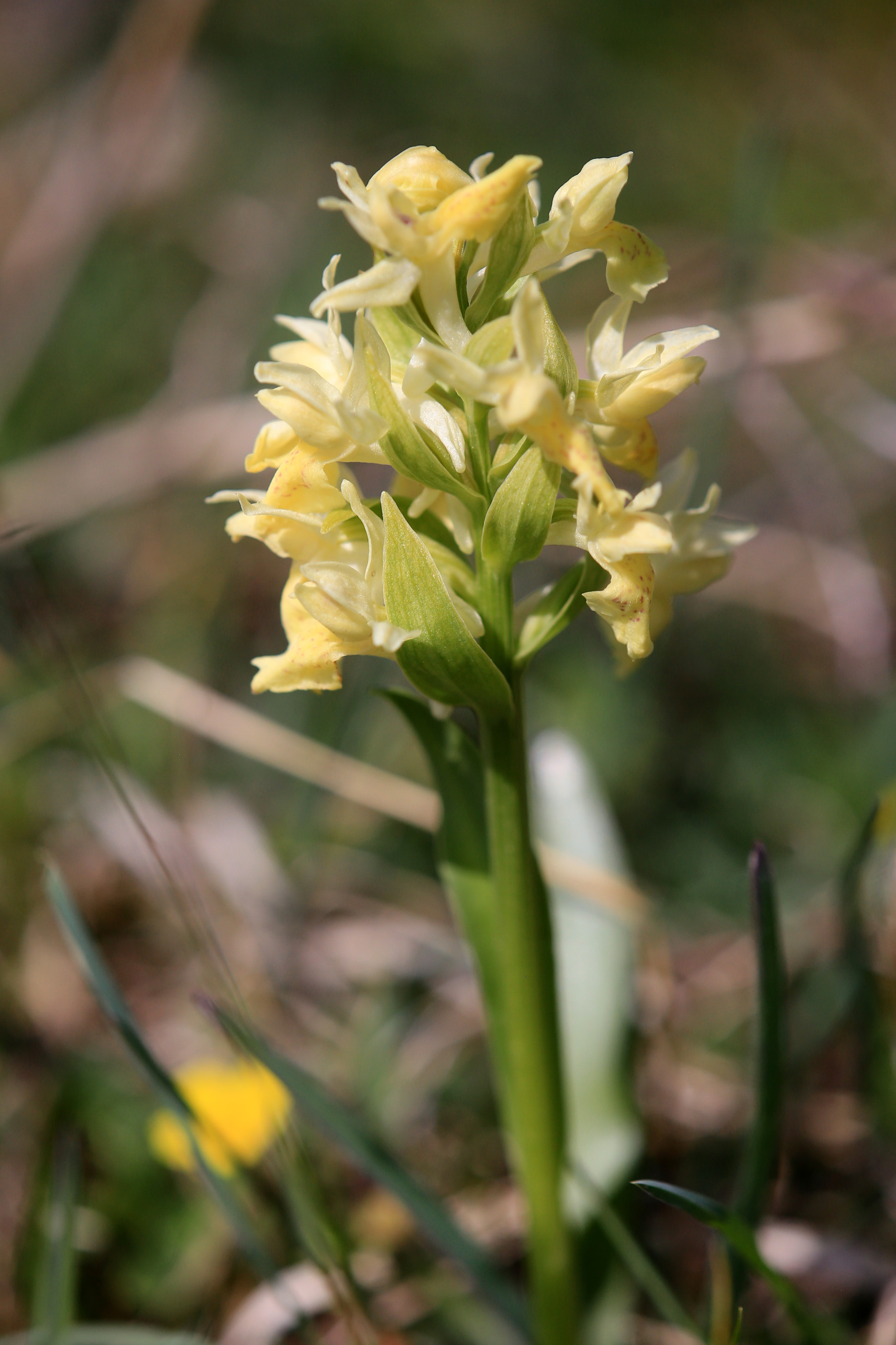 Dactylorhiza sambucina_harterberg4.jpg