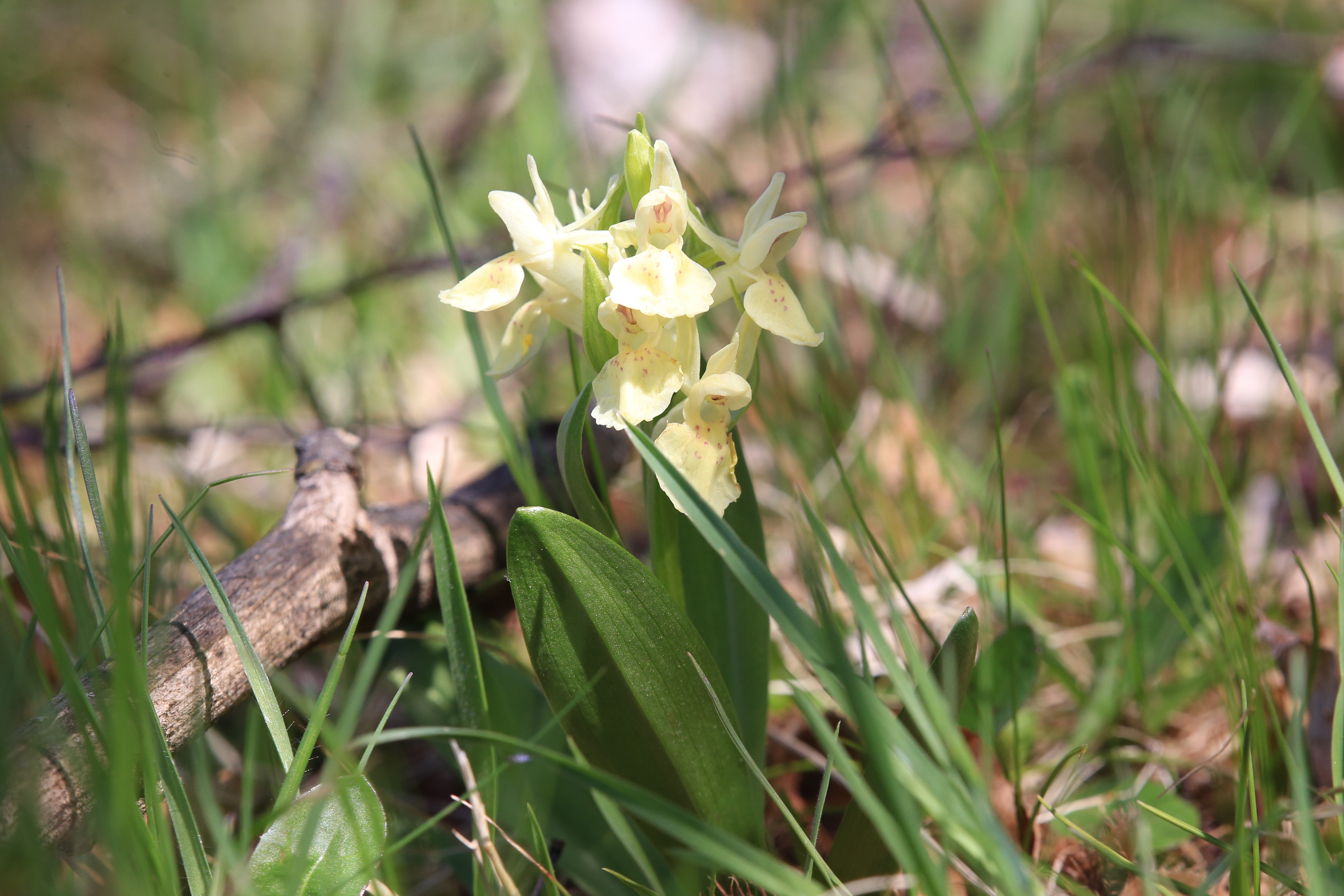 Dactylorhiza sambucina_kaiblberg1.jpg