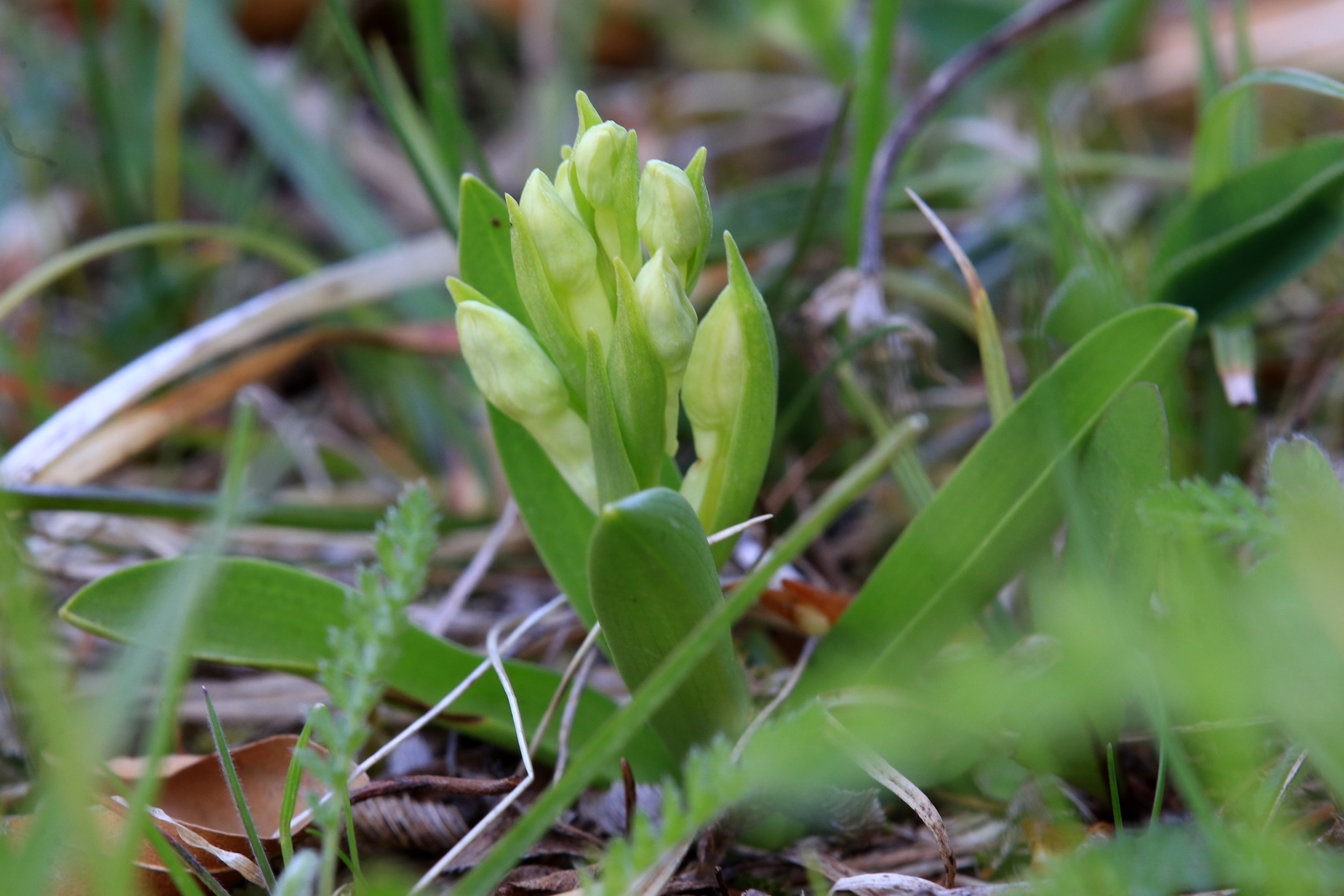 Dactylorhiza sambucina_kaiblberg2.jpg