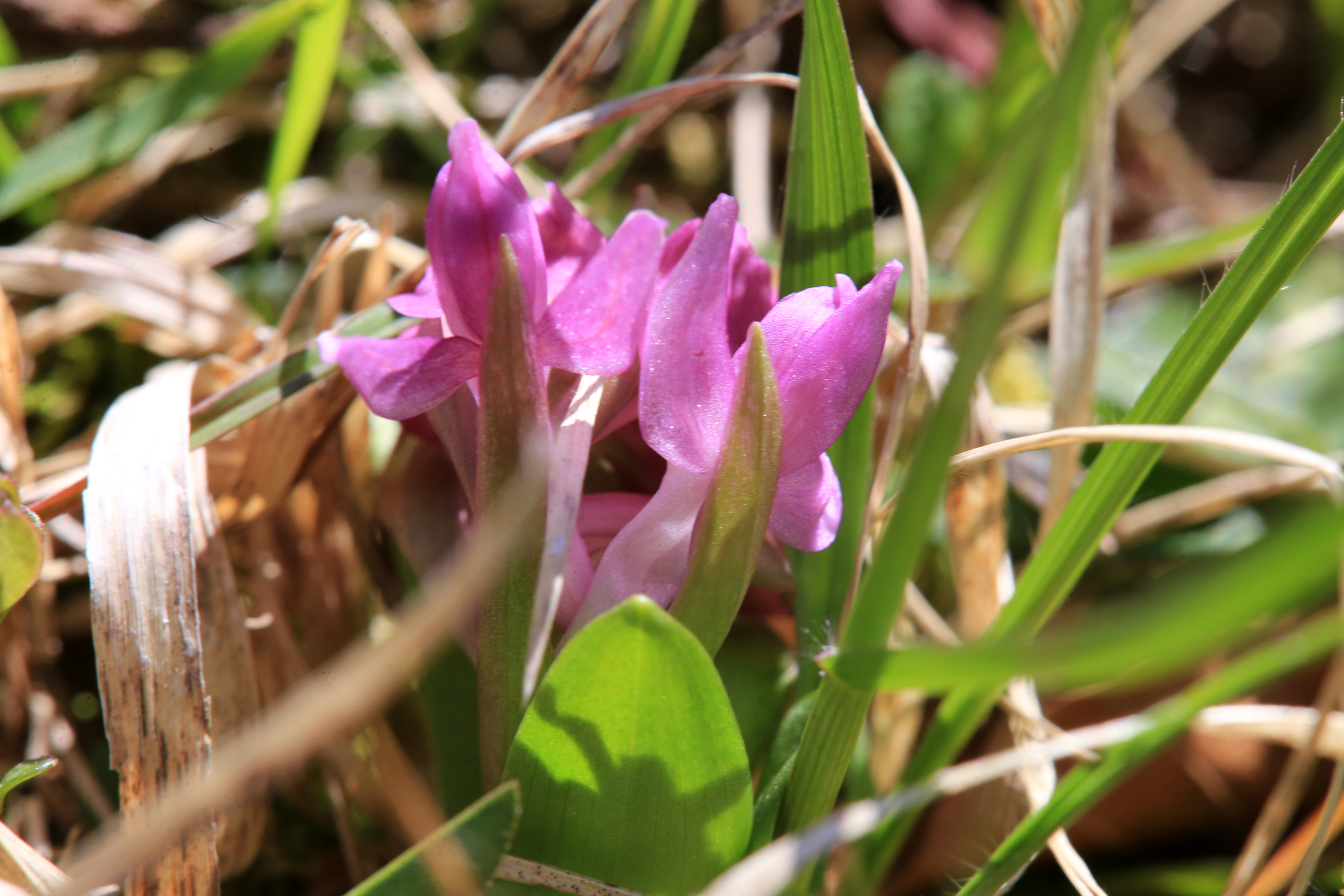 Dactylorhiza sambucina_kaiblberg3a.jpg