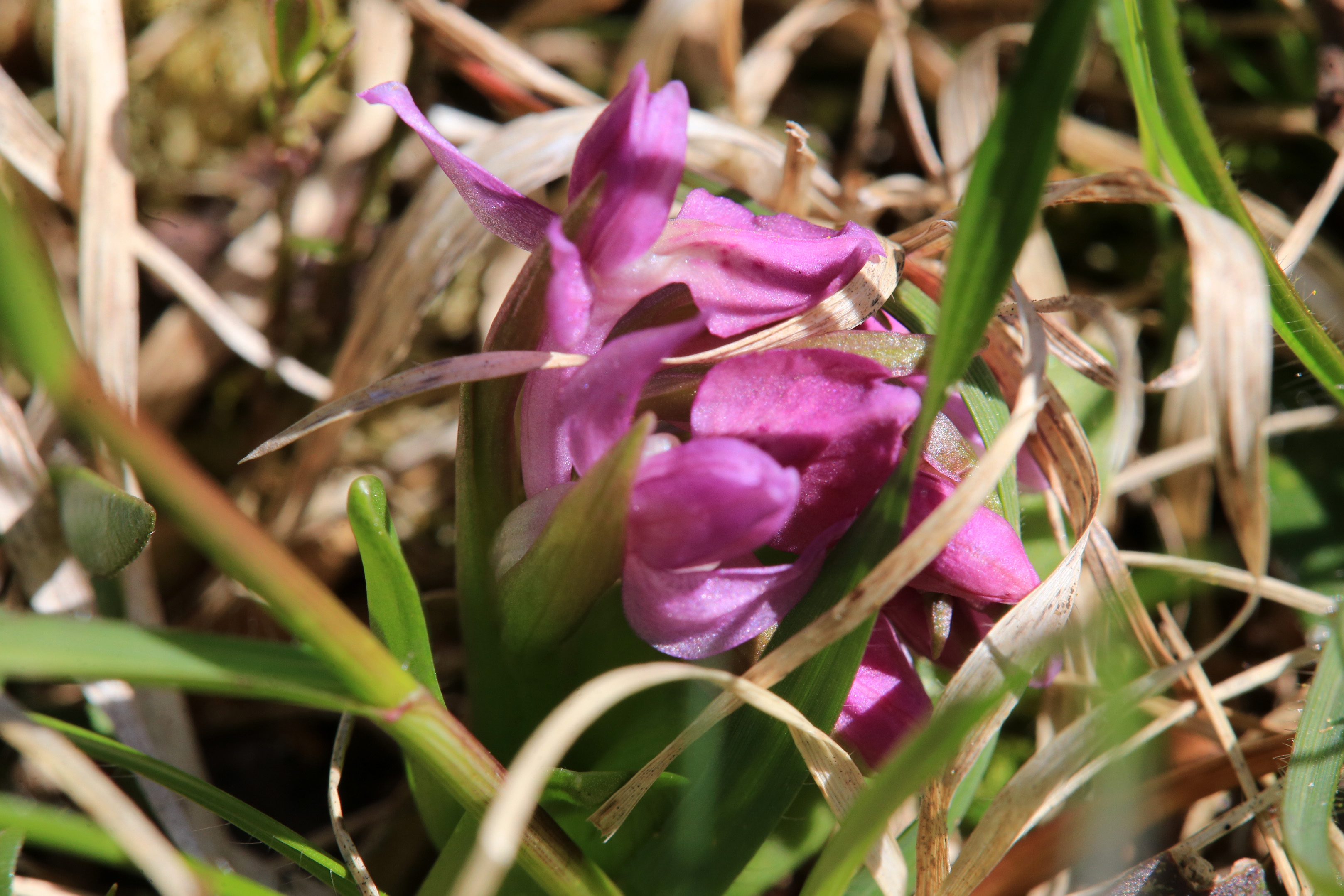 Dactylorhiza sambucina_kaiblberg3b.jpg