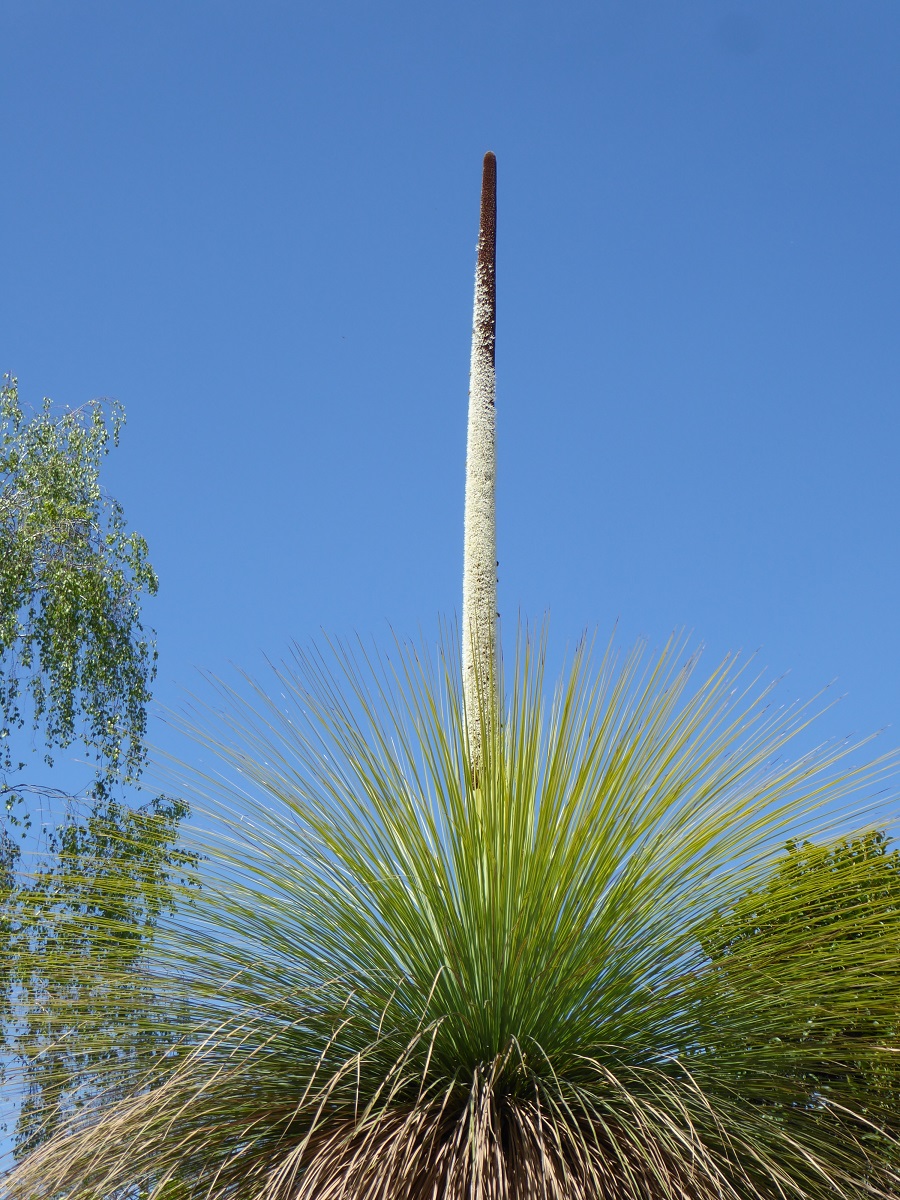 Botanischer Garten-25042019-(1) - Grasbaum.JPG