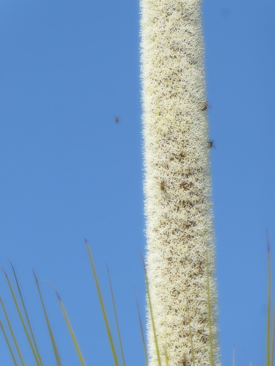 Botanischer Garten-25042019-(7) - Grasbaum.JPG