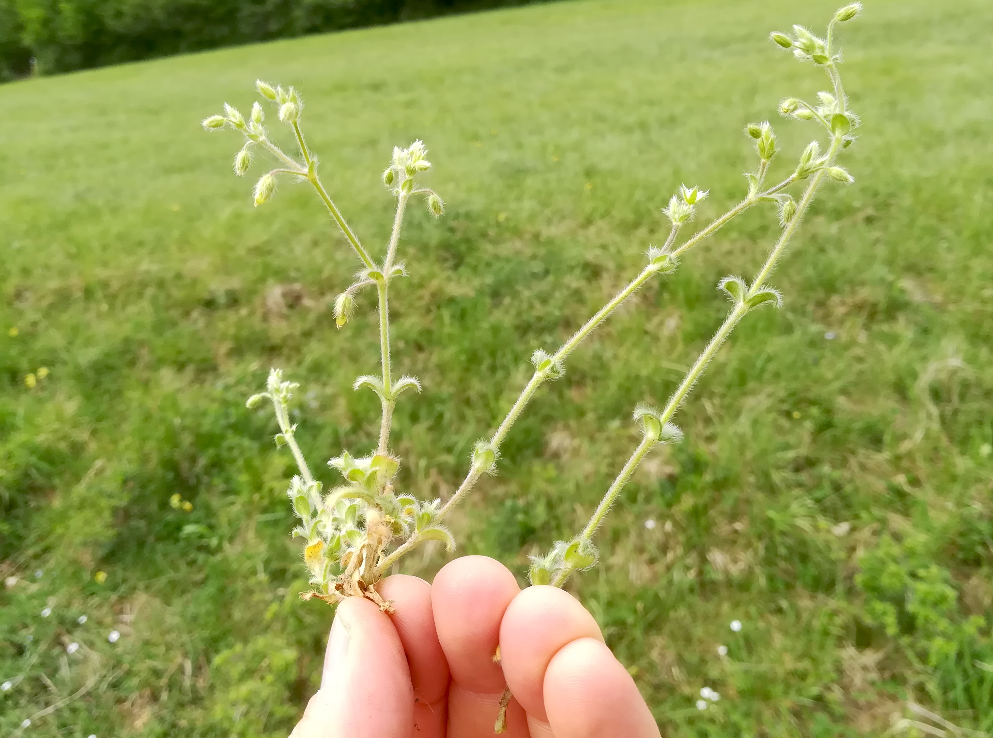 cerastium brachypetalum (s. str.) pottenstein - triesting_20190426_112010.jpg