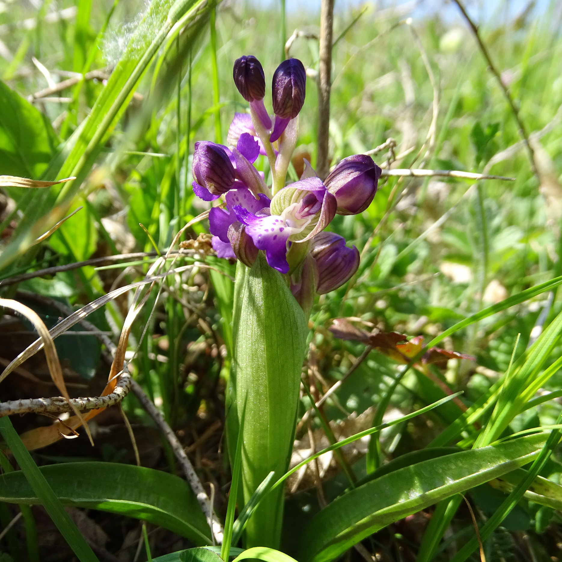 Anacamptis morio_voitsberg3.jpg