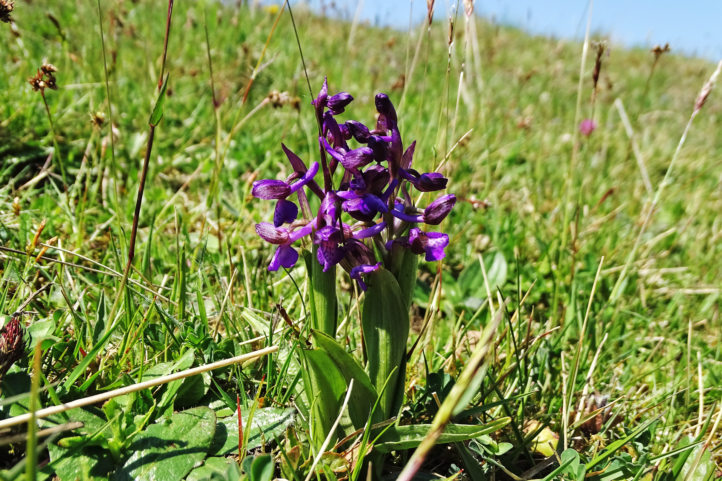 Anacamptis morio_voitsberg2.jpg