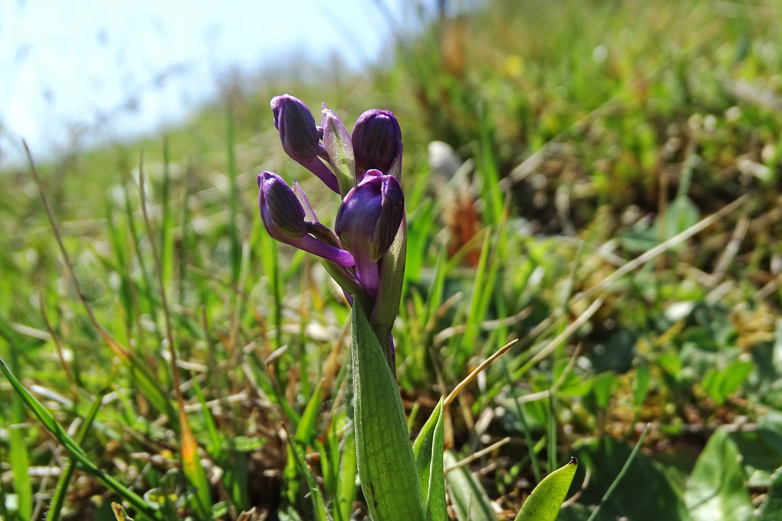 Anacamptis morio_voitsberg1.jpg