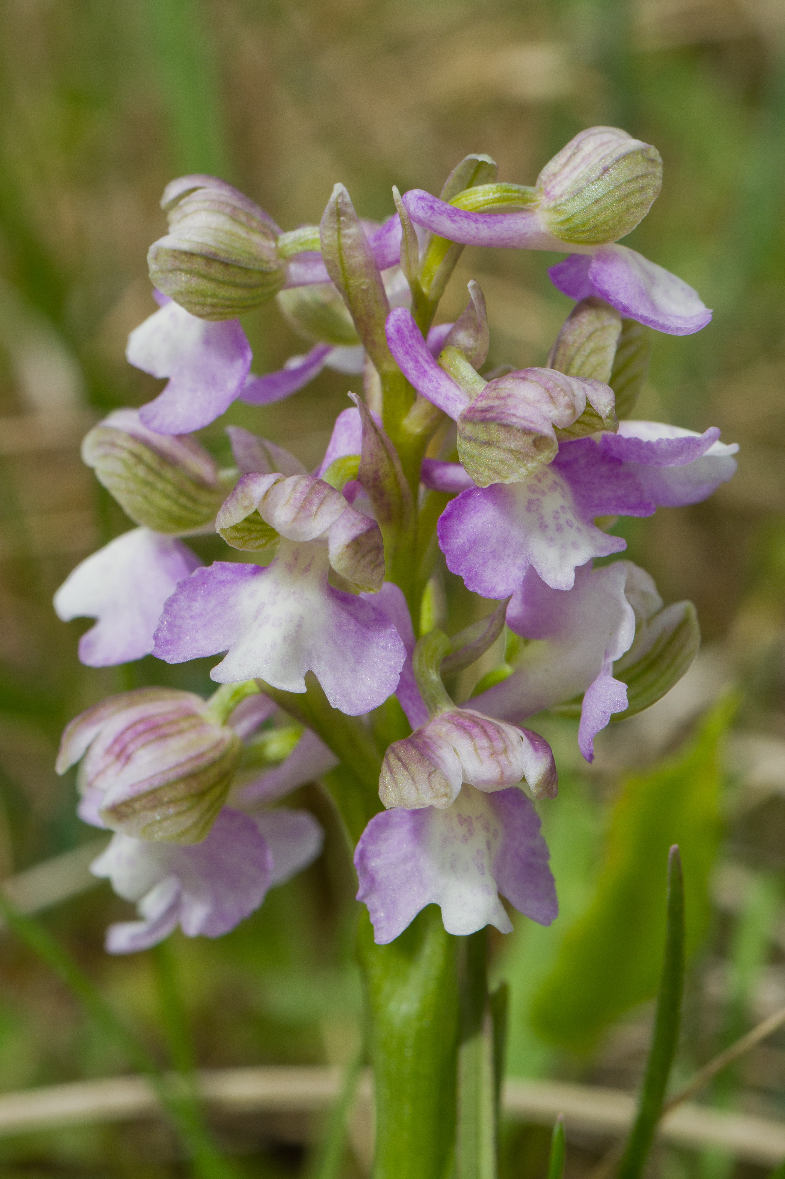 Orchidaceae_Anacamptis morio 2-2.jpg