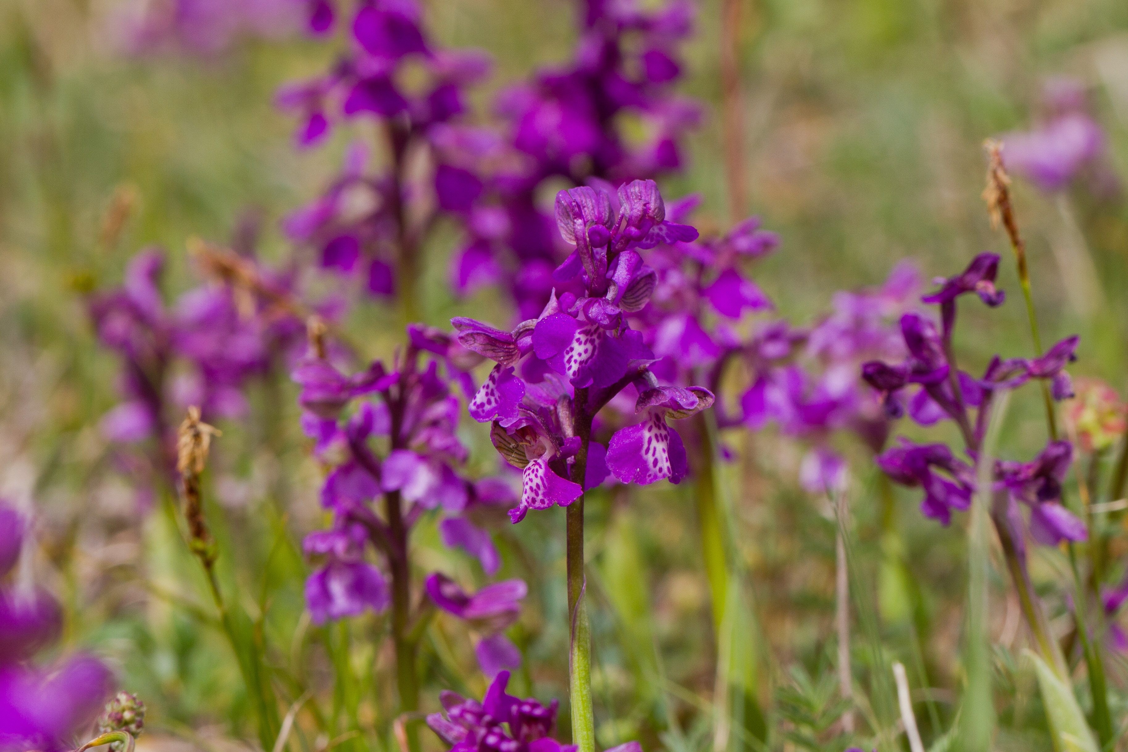 Orchidaceae_Anacamptis morio 3-2.jpg