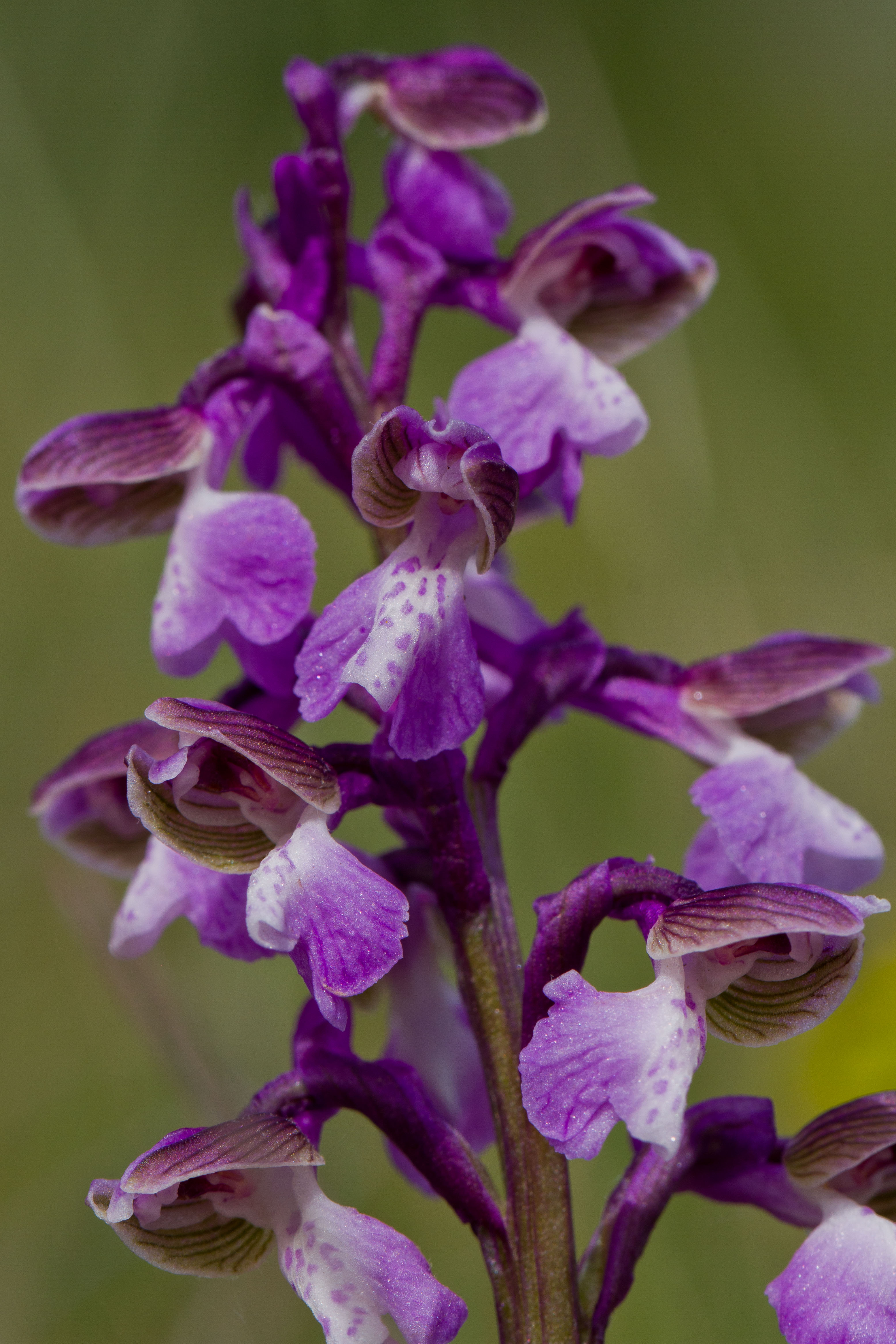 Orchidaceae_Anacamptis morio 6-3.jpg