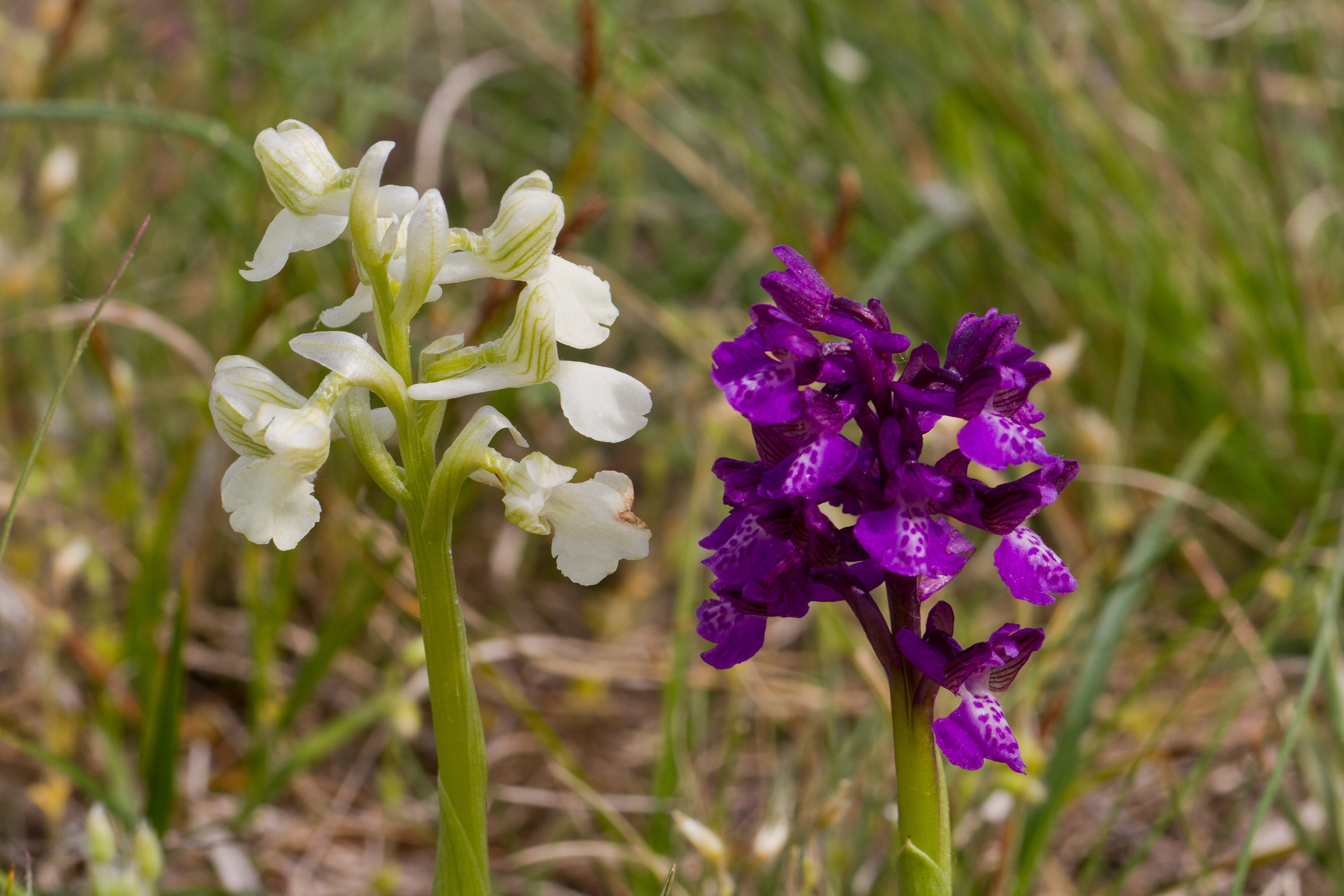 Orchidaceae_Anacamptis morio 10-2.jpg