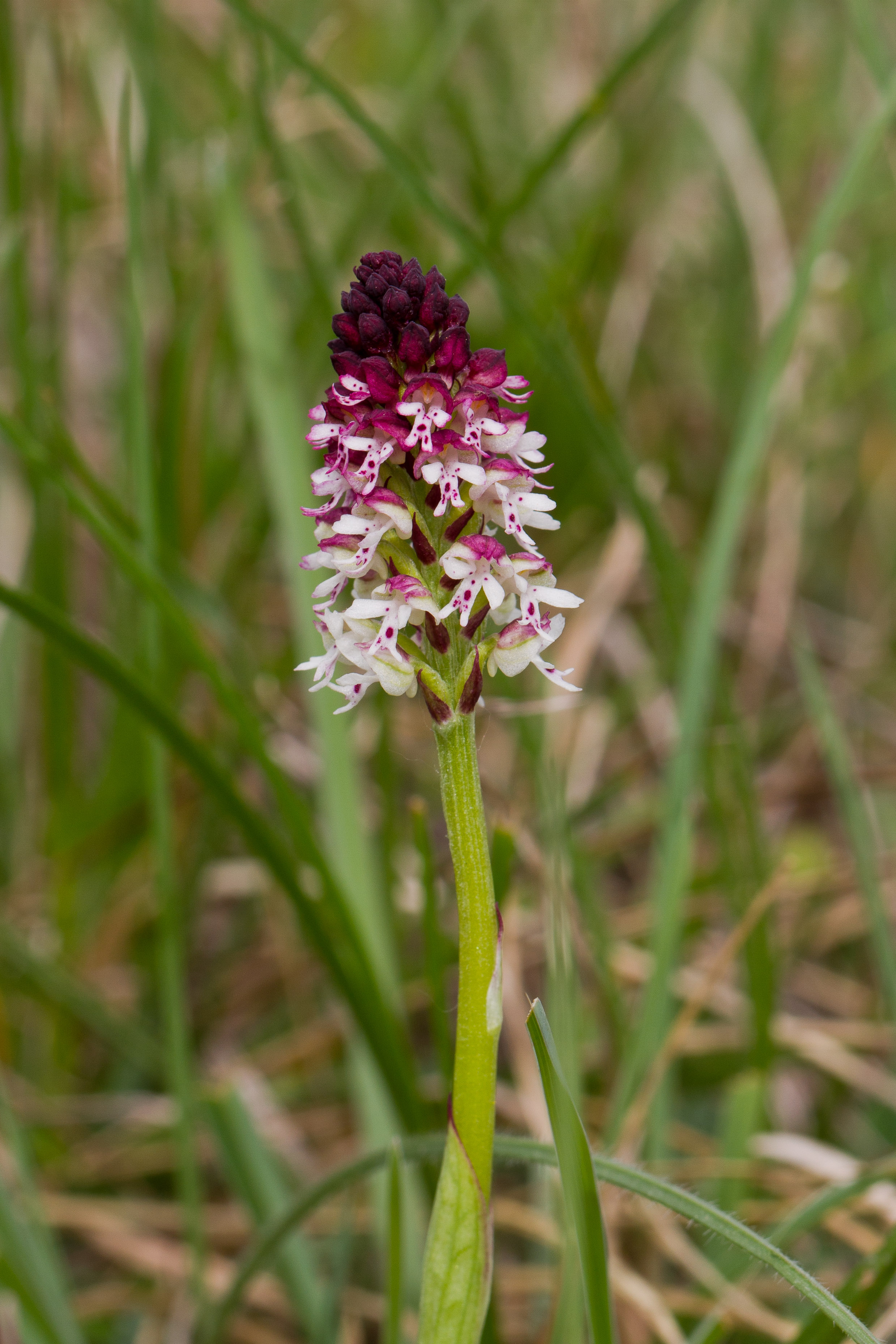 Orchidaceae_Neotinea ustulata 1-2.jpg