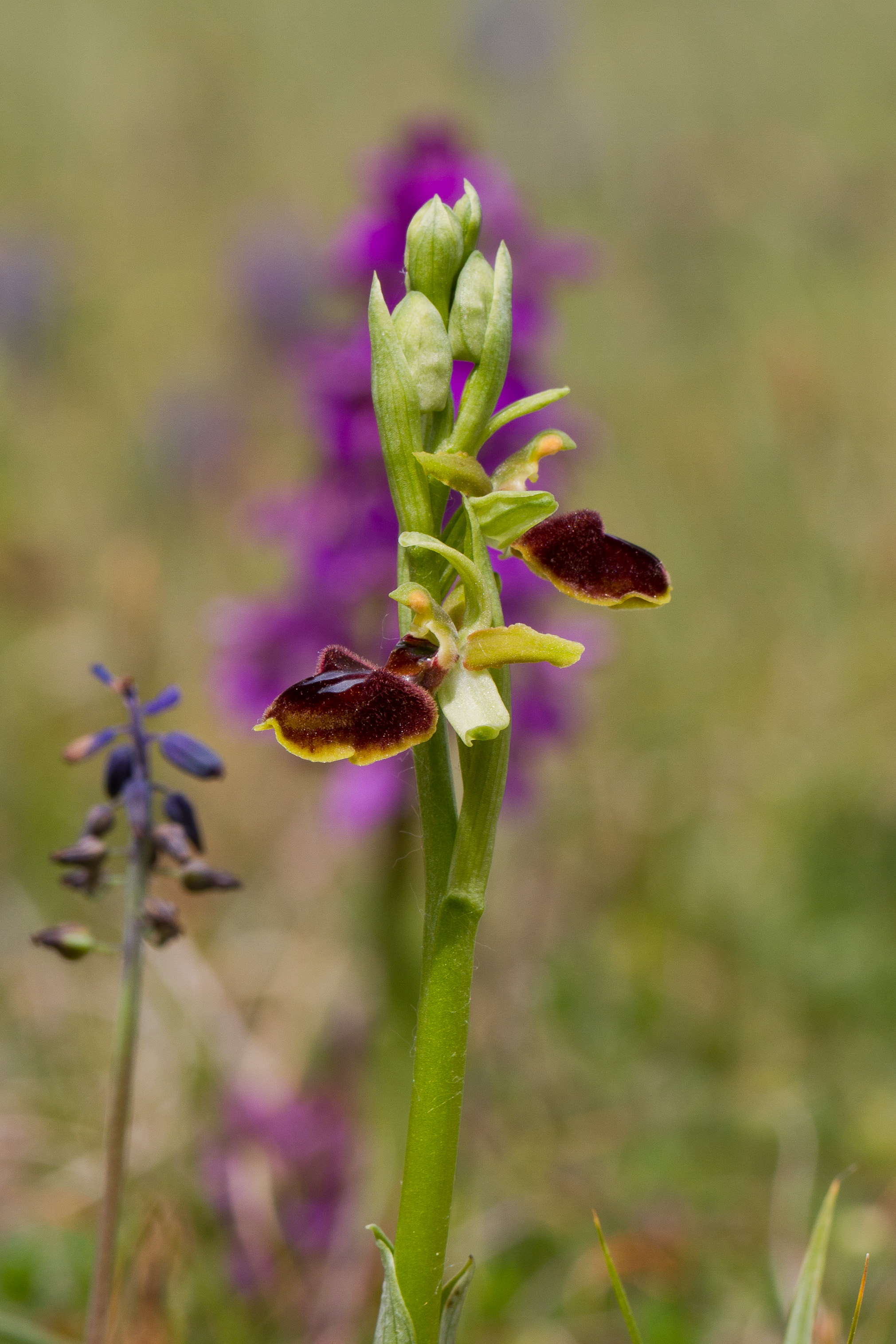 Orchidaceae_Ophyrys sphegodes 7.jpg