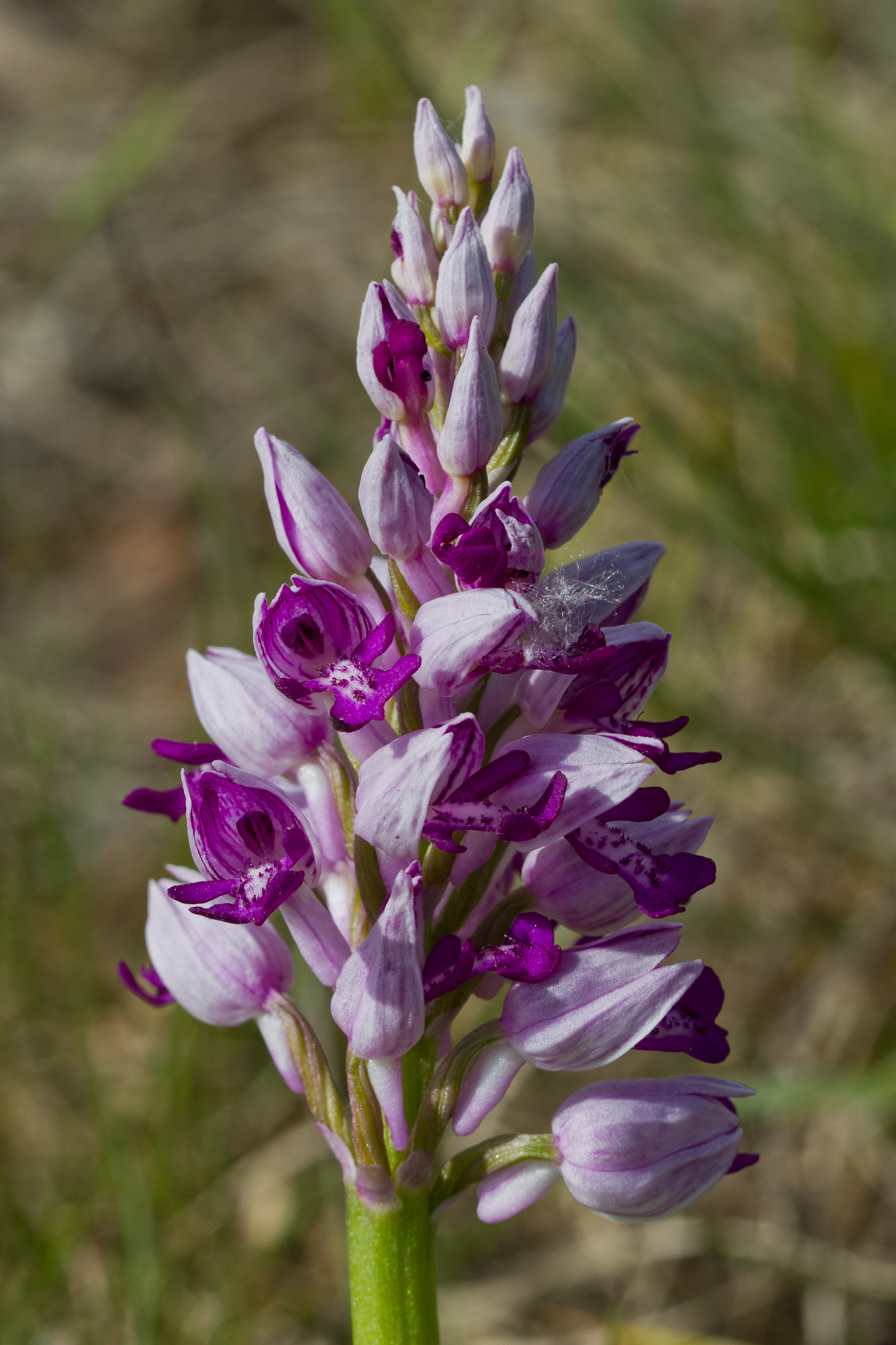 Orchidaceae_Orchis militaris 1-2.jpg