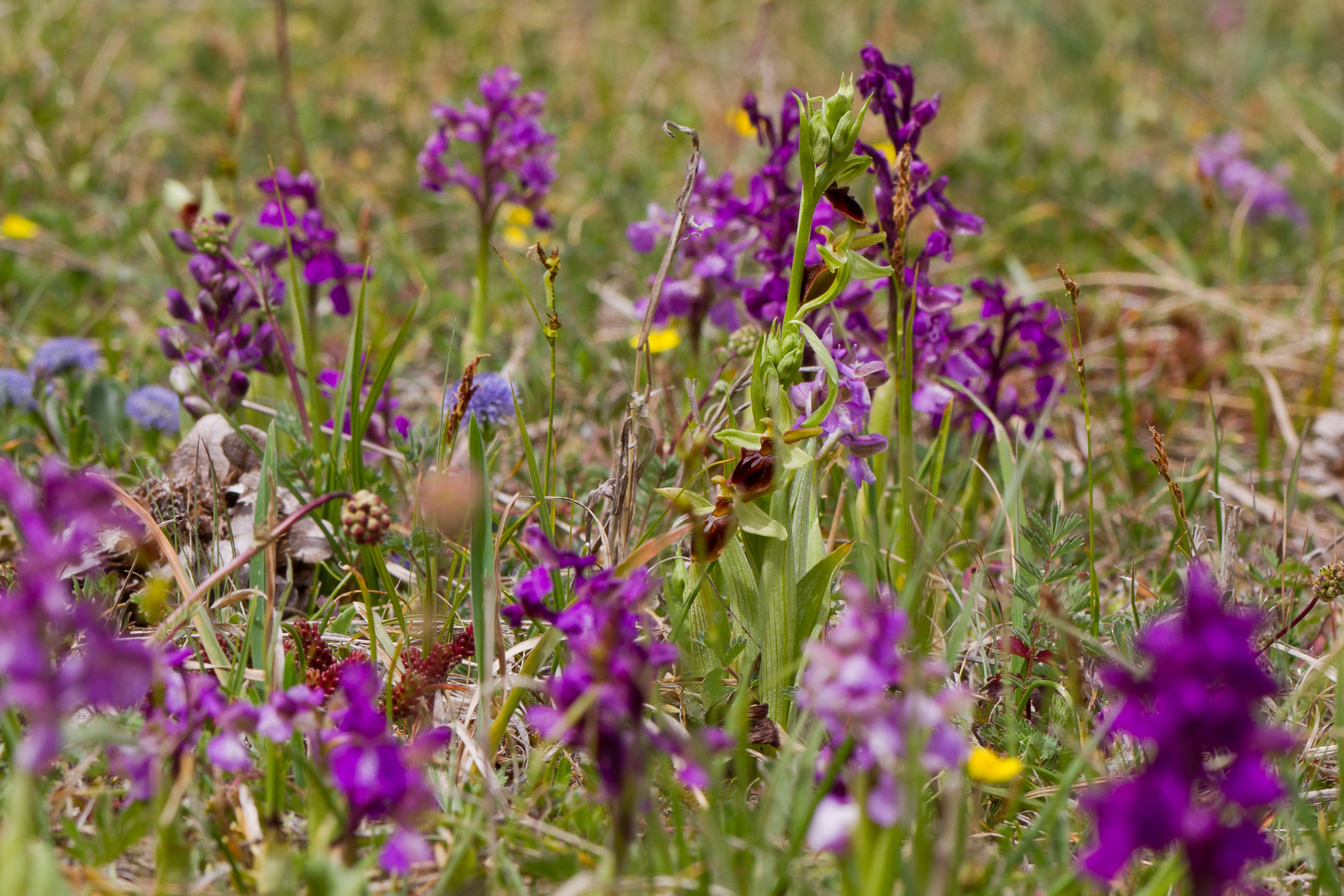 Orchidaceae_Ophyrys sphegodes 10.jpg