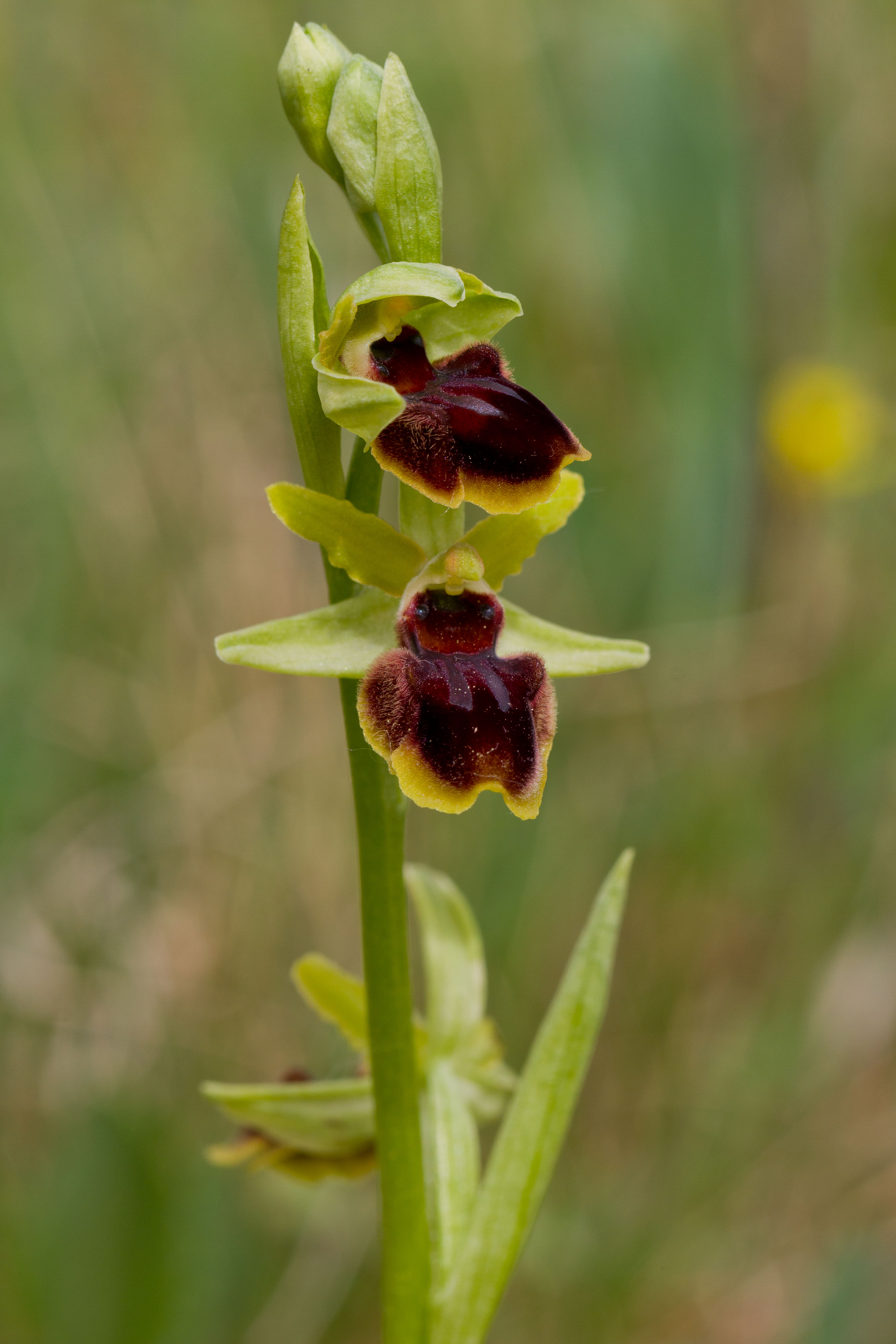 Orchidaceae_Ophyrys sphegodes 3.jpg