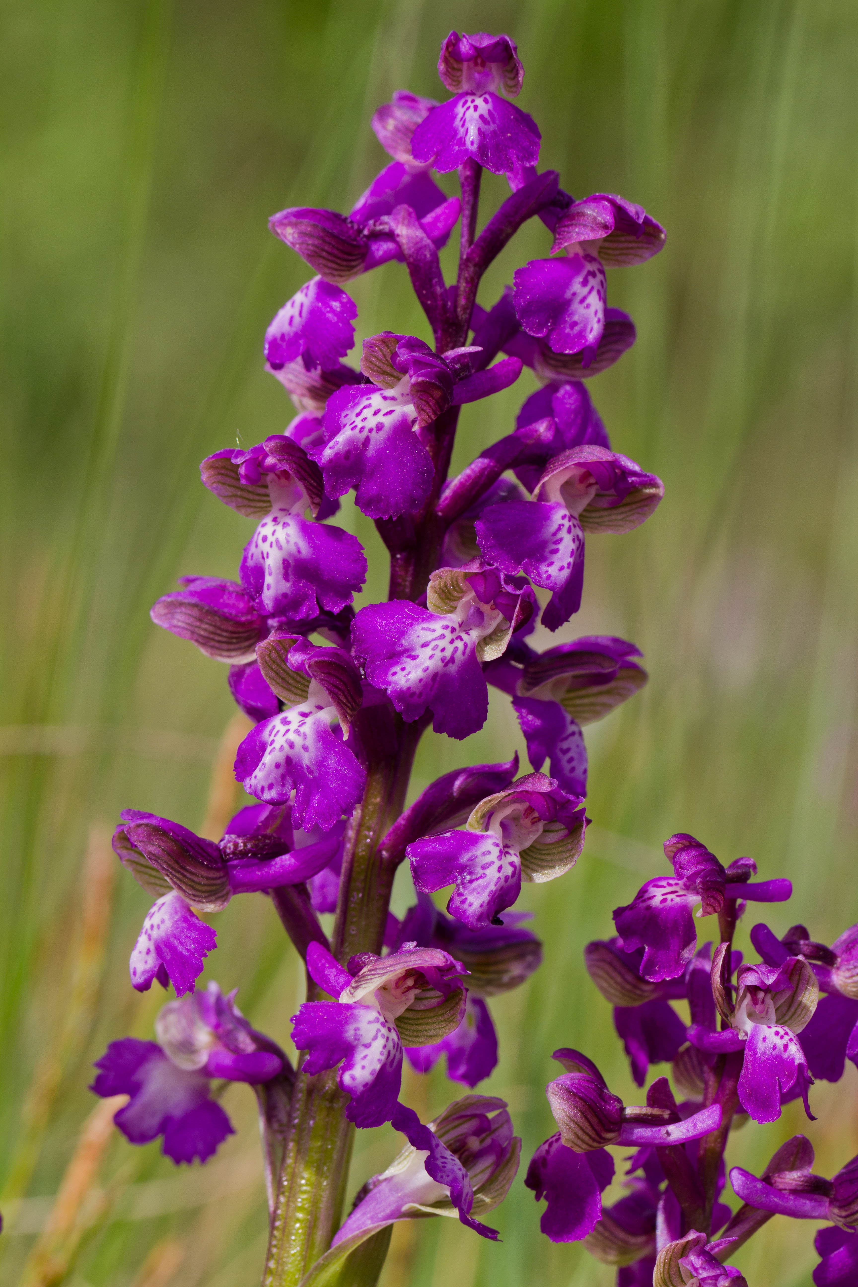 Orchidaceae_Anacamptis morio 12-2.jpg