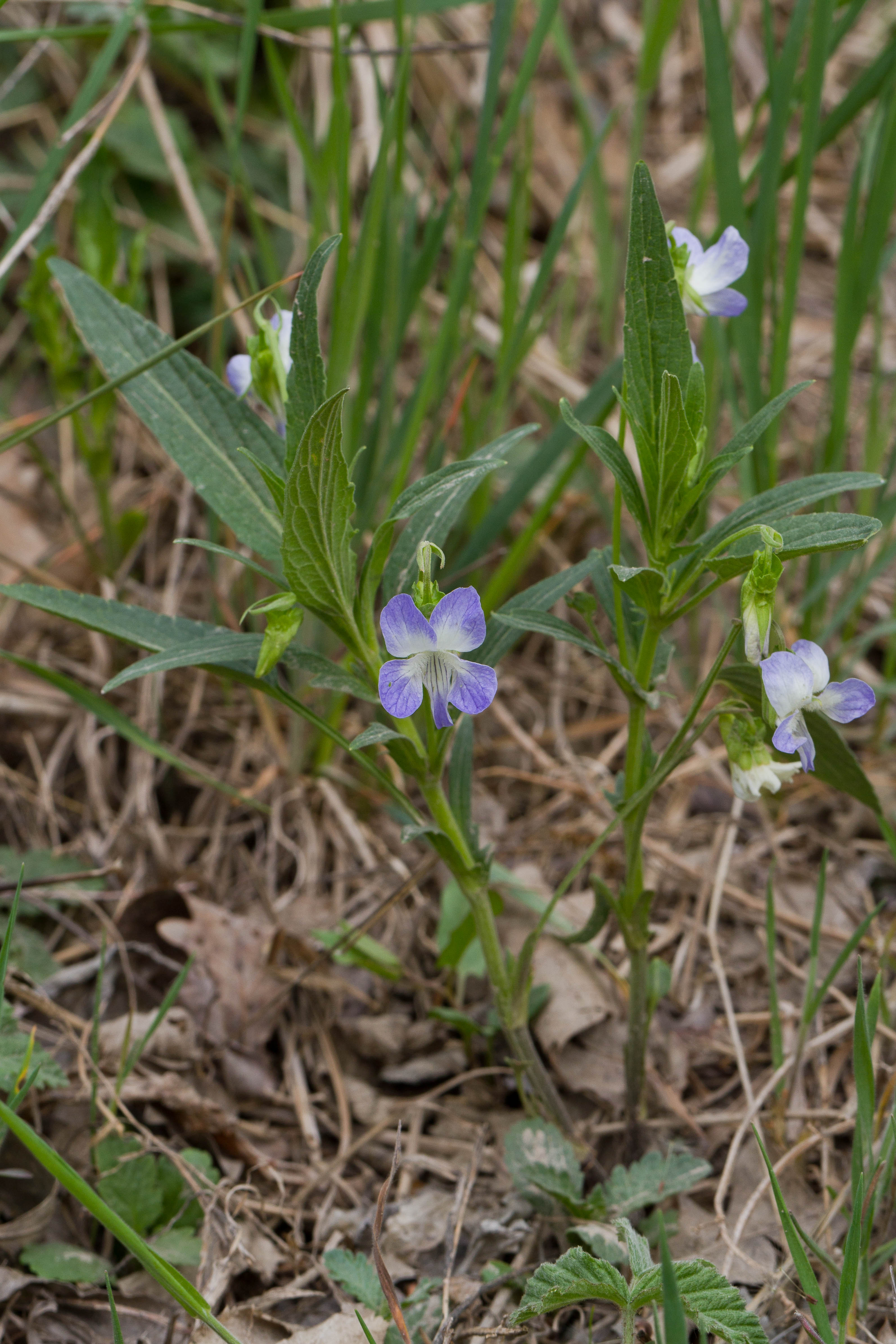 Violaceae_Viola elatior 1-2.jpg