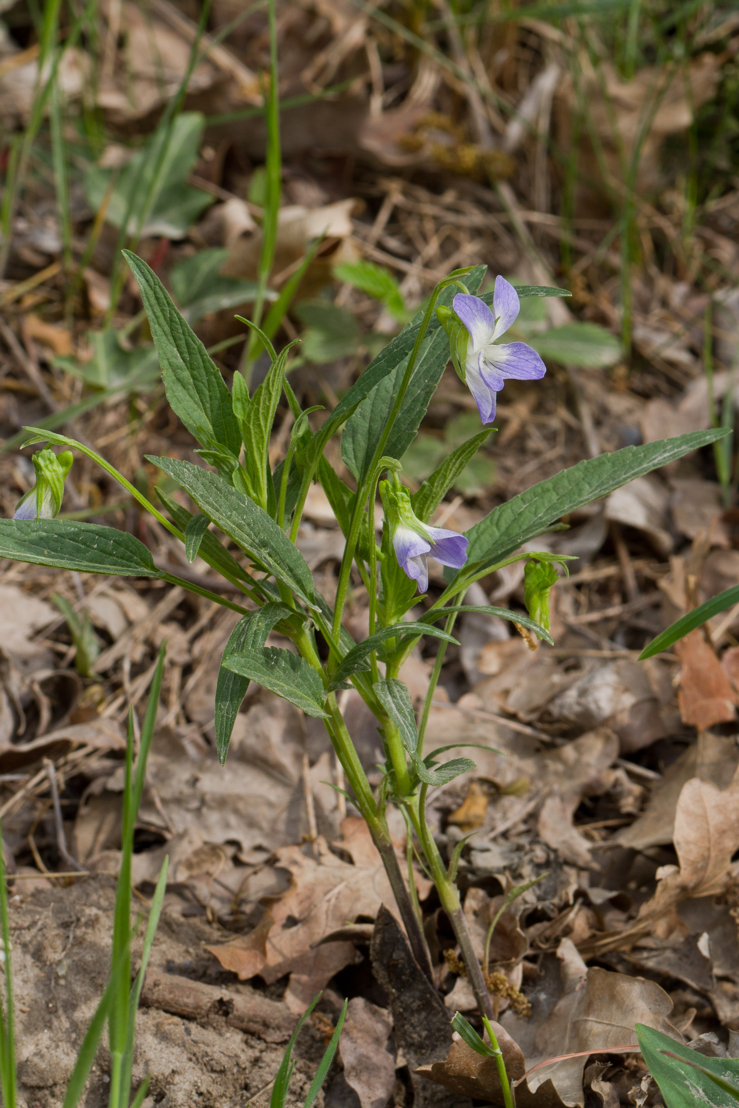 Violaceae_Viola elatior 2-2.jpg