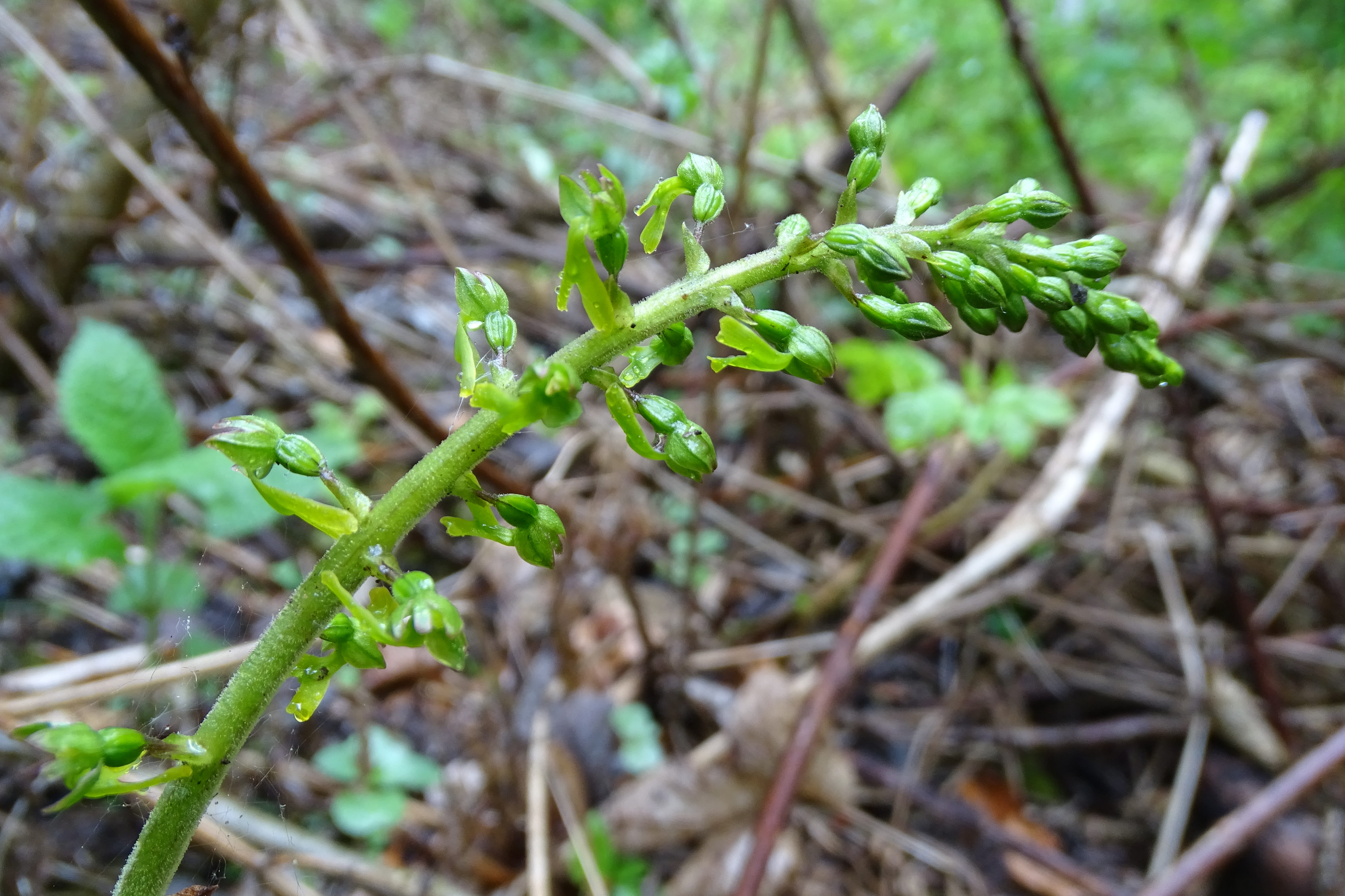 Listera ovata_plabutsch1.JPG
