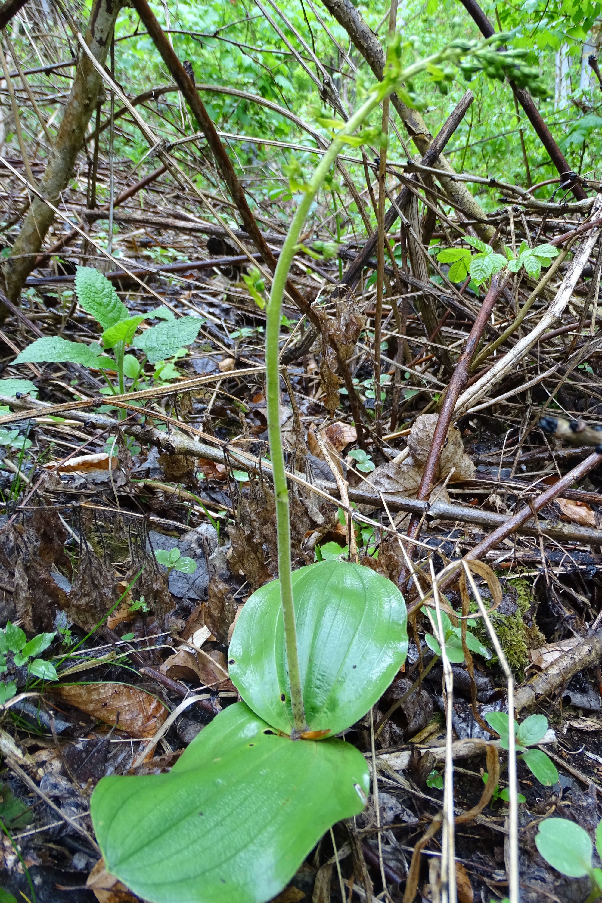 Listera ovata_plabutsch2.JPG