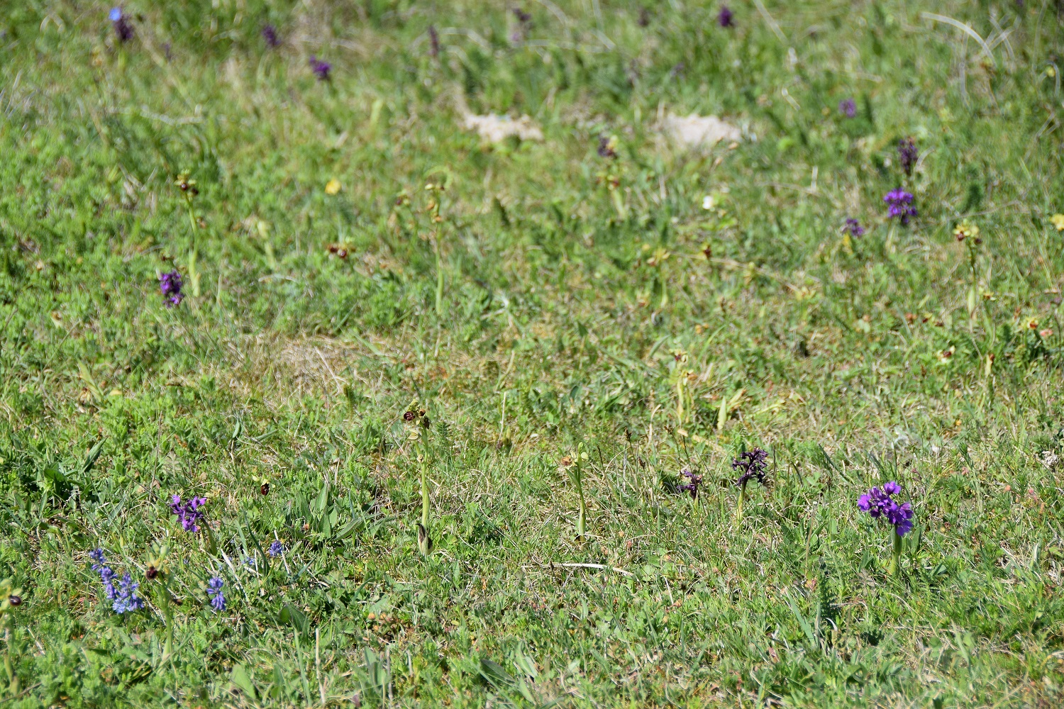 Lange Lacke-28042019-(44) - Anacamptis morio - Klein-Hundswurz.JPG