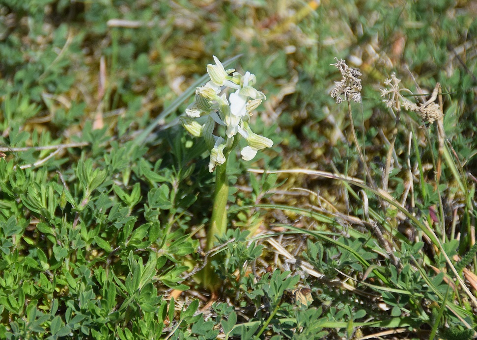 Lange Lacke-28042019-(78) - Anacamptis morio - Klein-Hundswurz - Alba.JPG