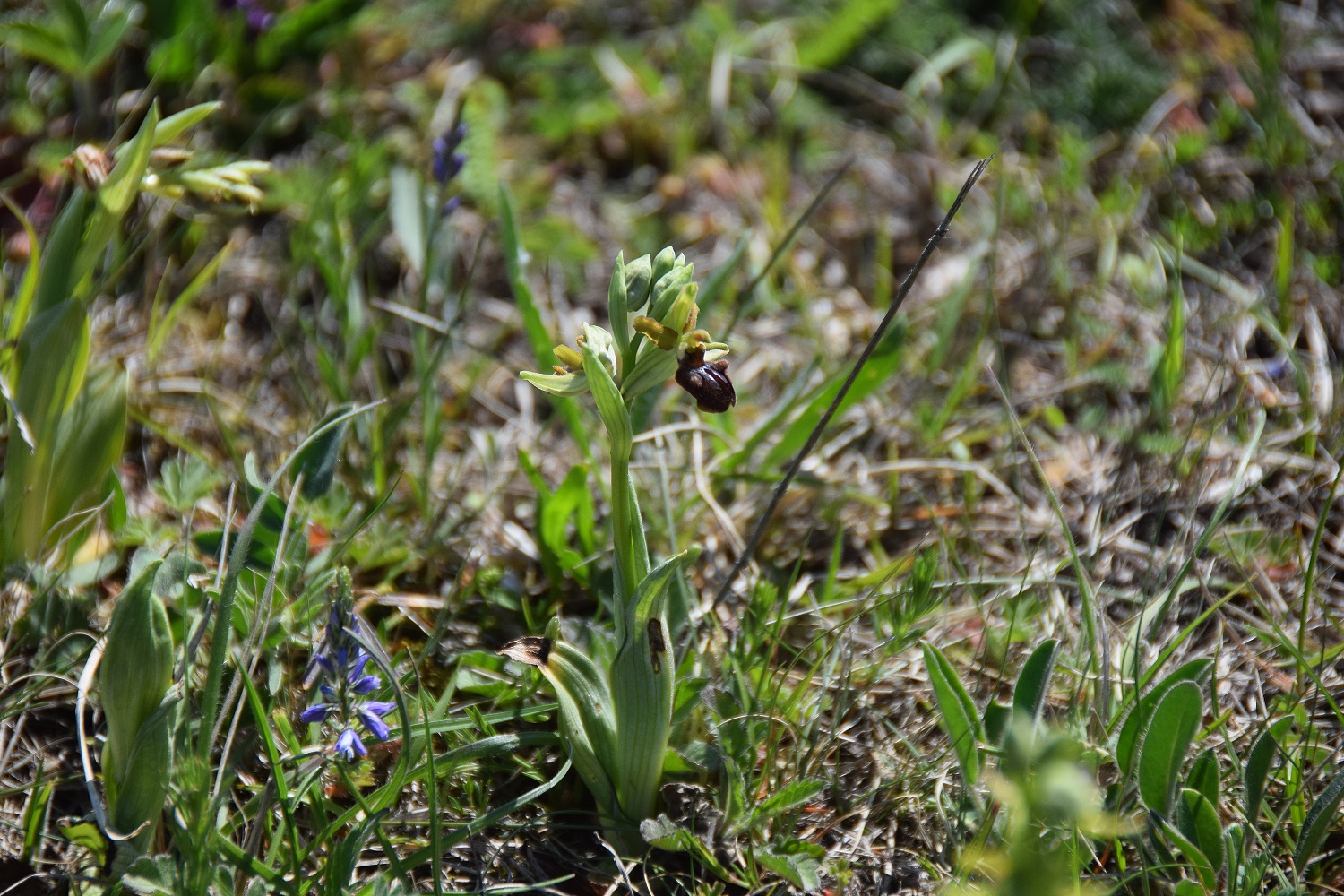 Lange Lacke-28042019-(54) - Ophrys sphegodes - Spinnen-Ragwurz.JPG