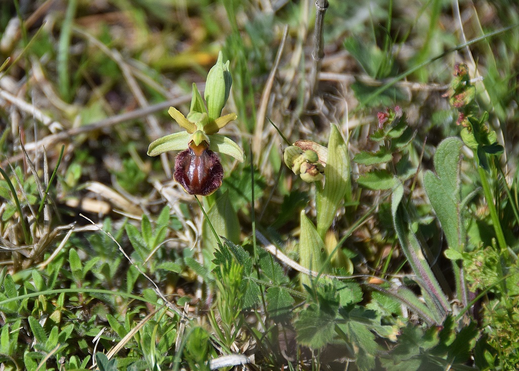 Lange Lacke-28042019-(84) - Ophrys sphegodes - Spinnen-Ragwurz.JPG