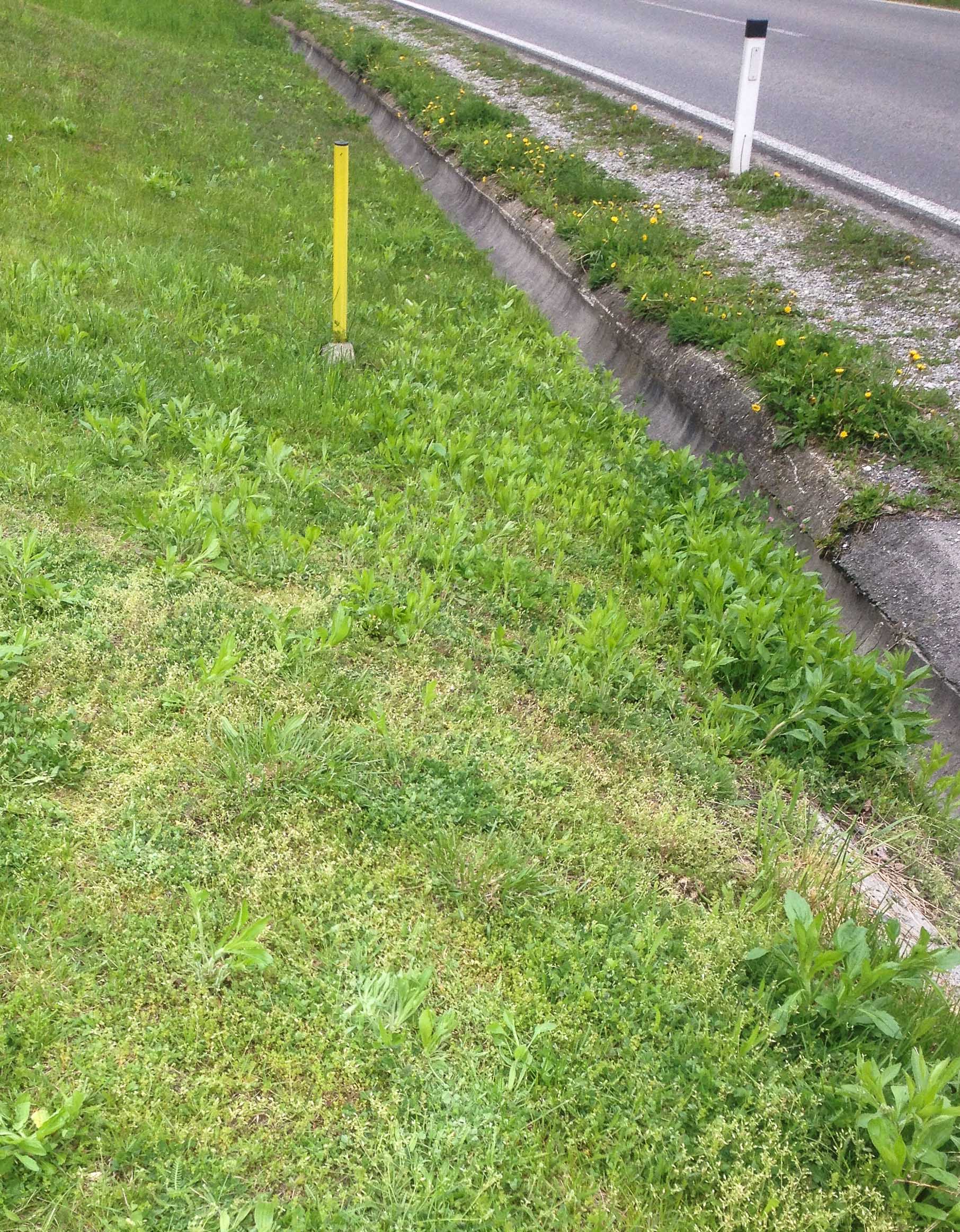 Cerastium_semidecandrum_Greifenburg.jpg
